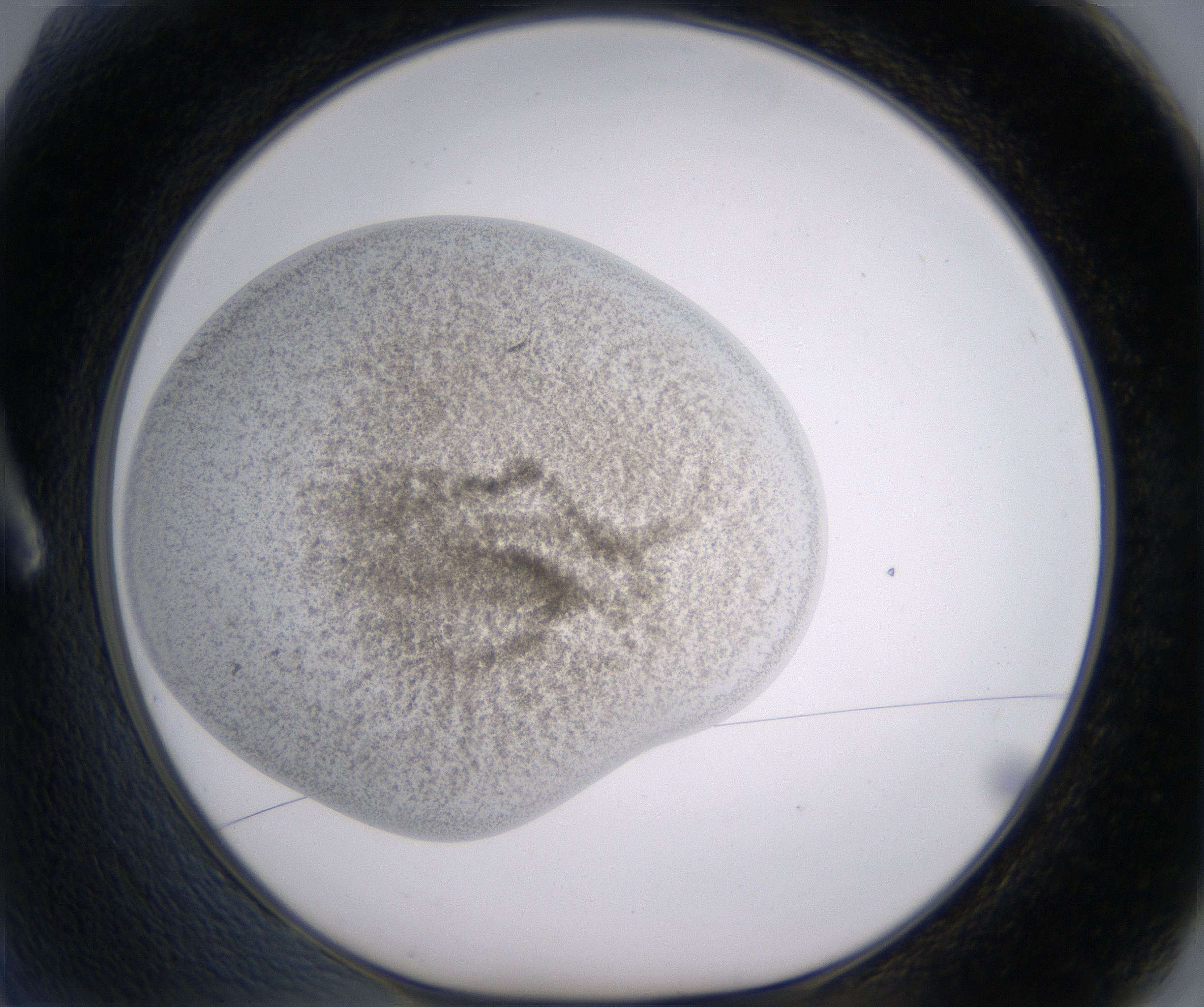 A2_HighResolution_Precipitate_1.jpg