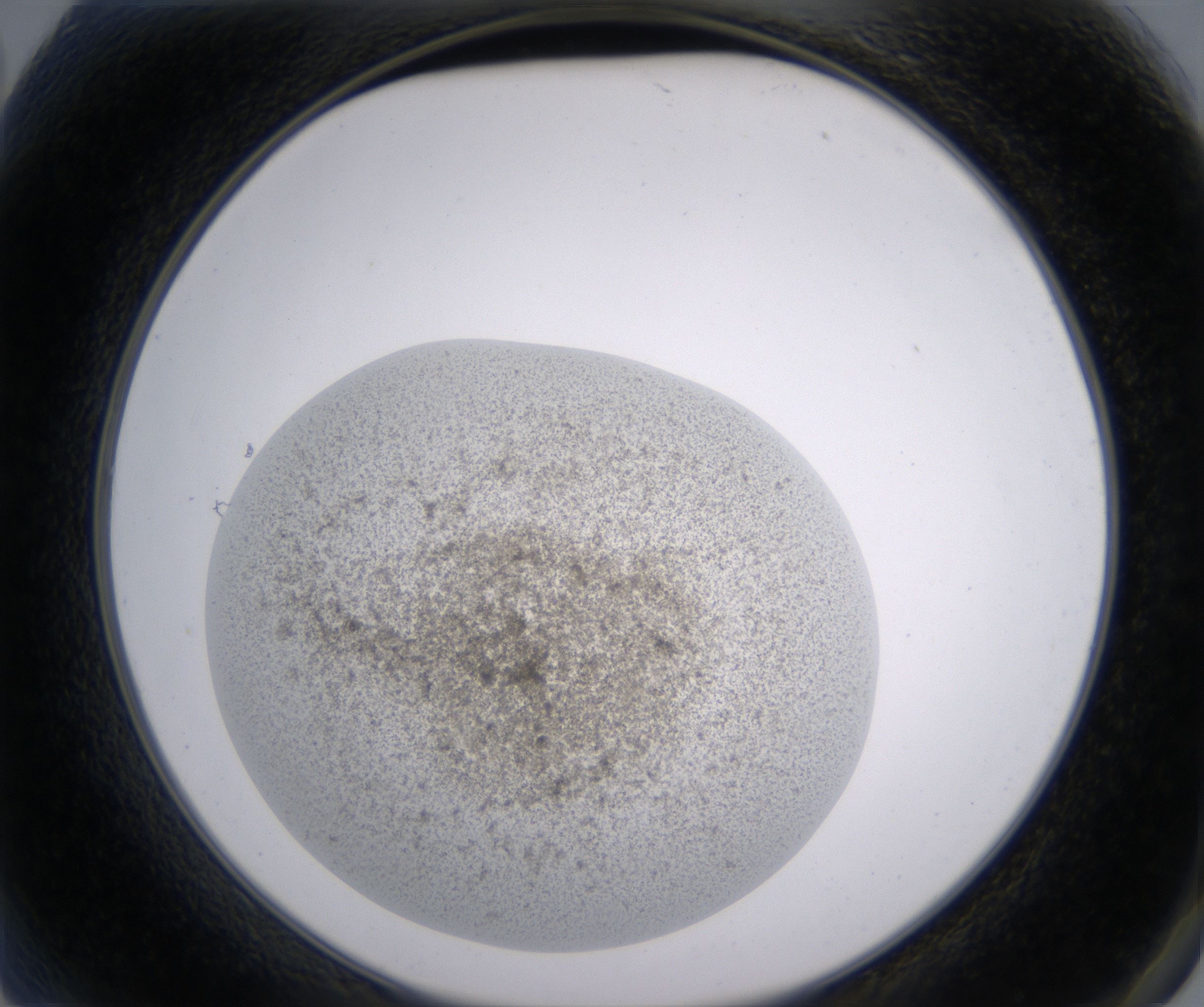 A2_HighResolution_Precipitate_2.jpg