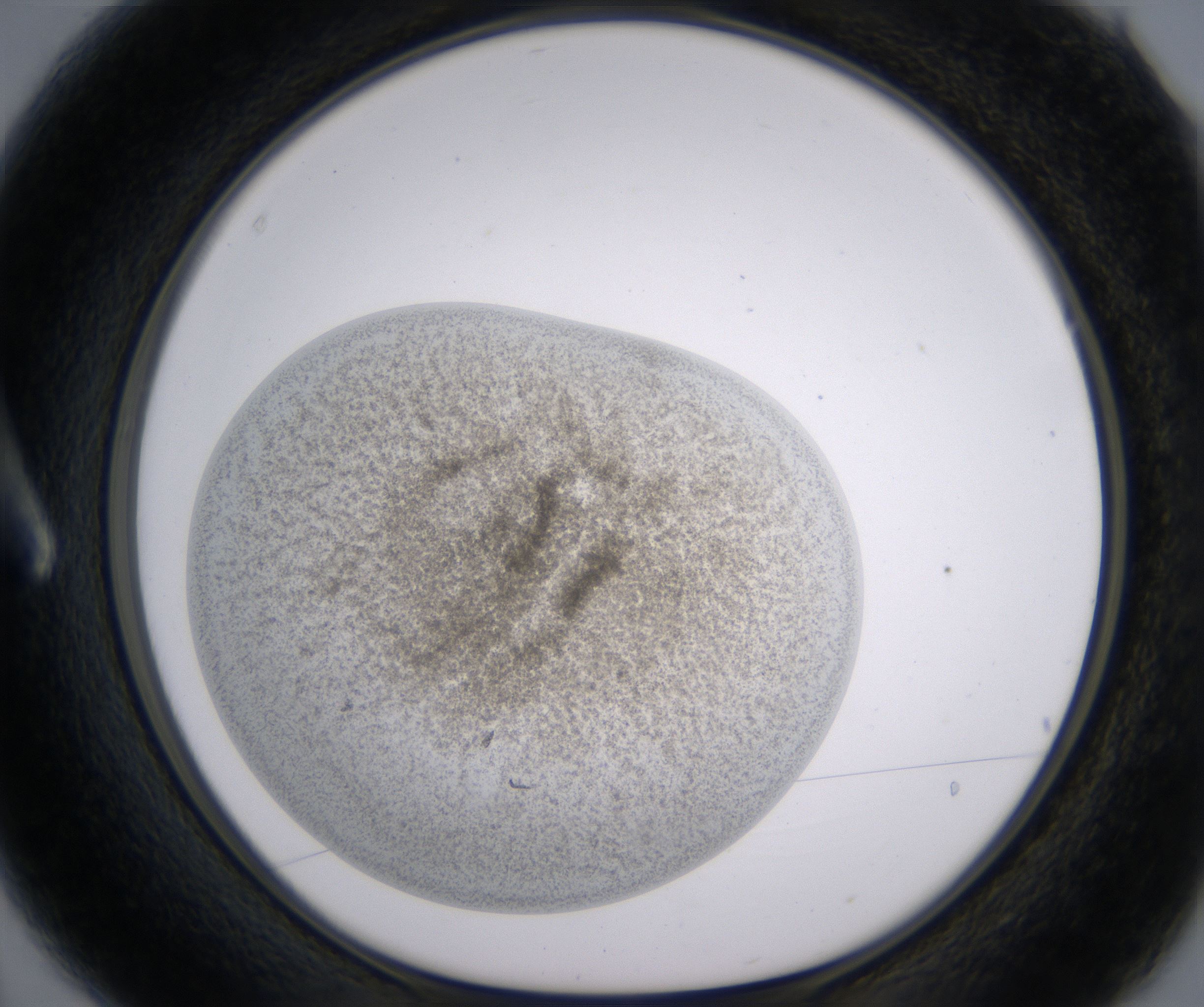 A3_HighResolution_Precipitate_1.jpg