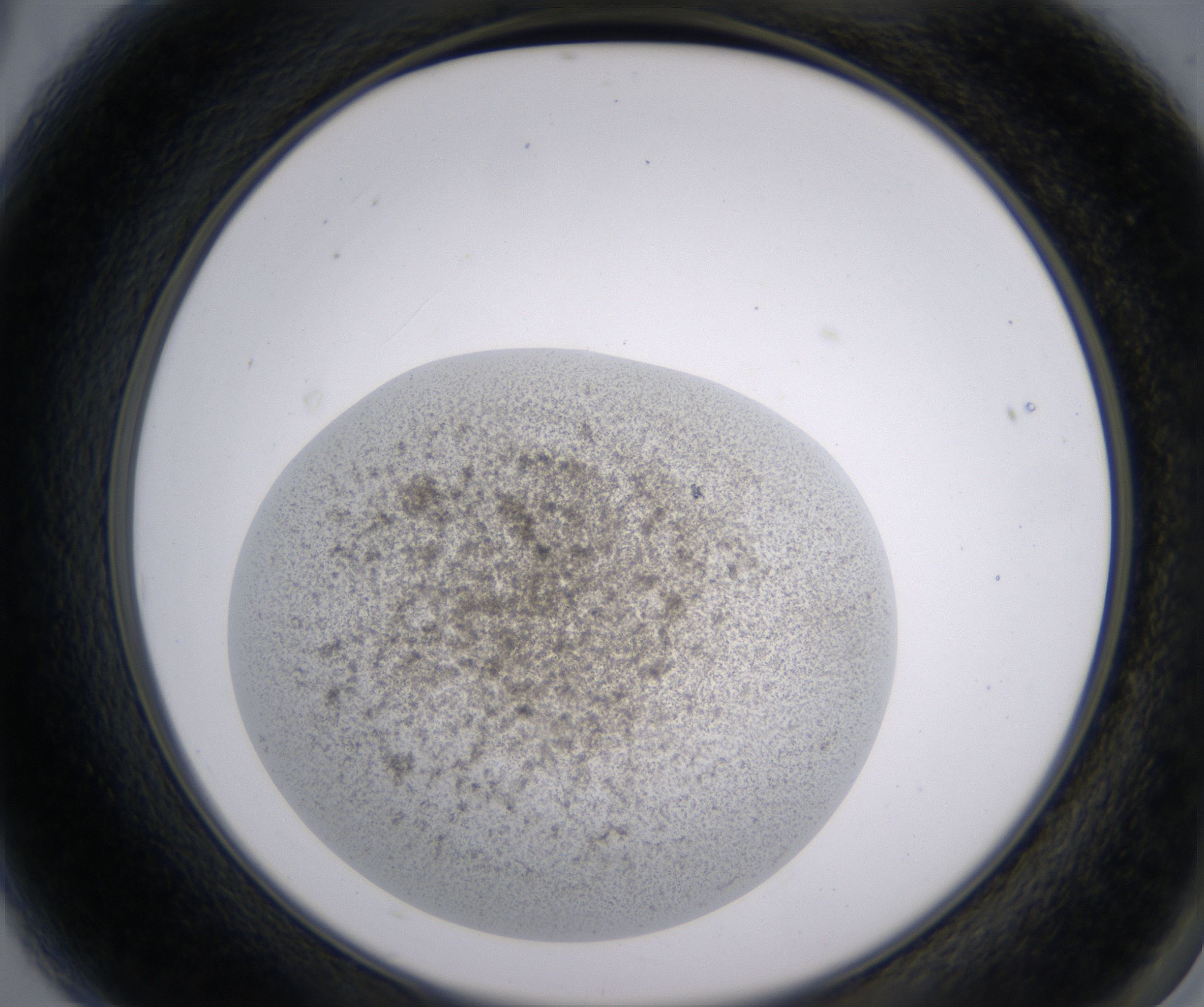 A3_HighResolution_Precipitate_2.jpg