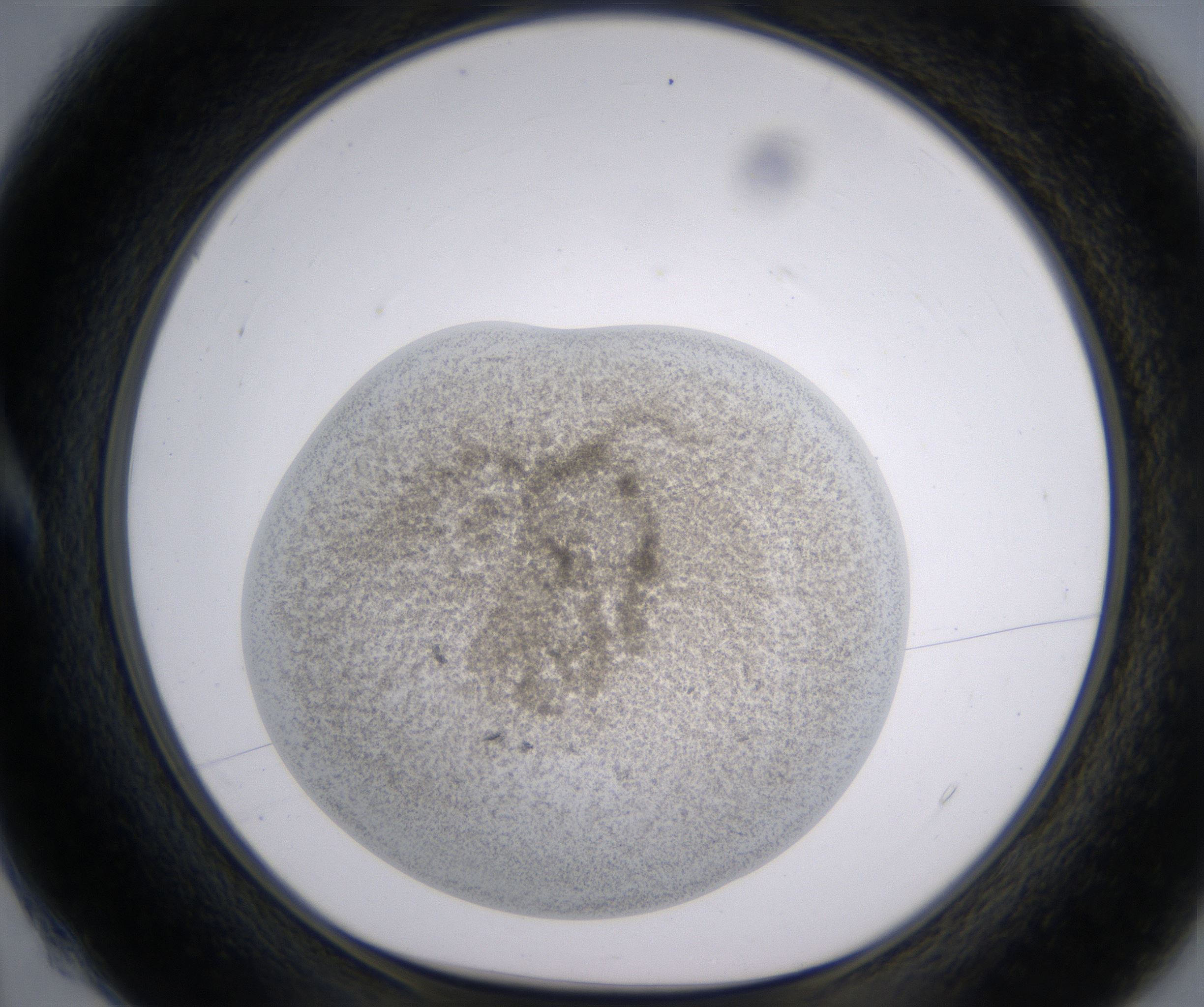 A4_HighResolution_Precipitate_1.jpg