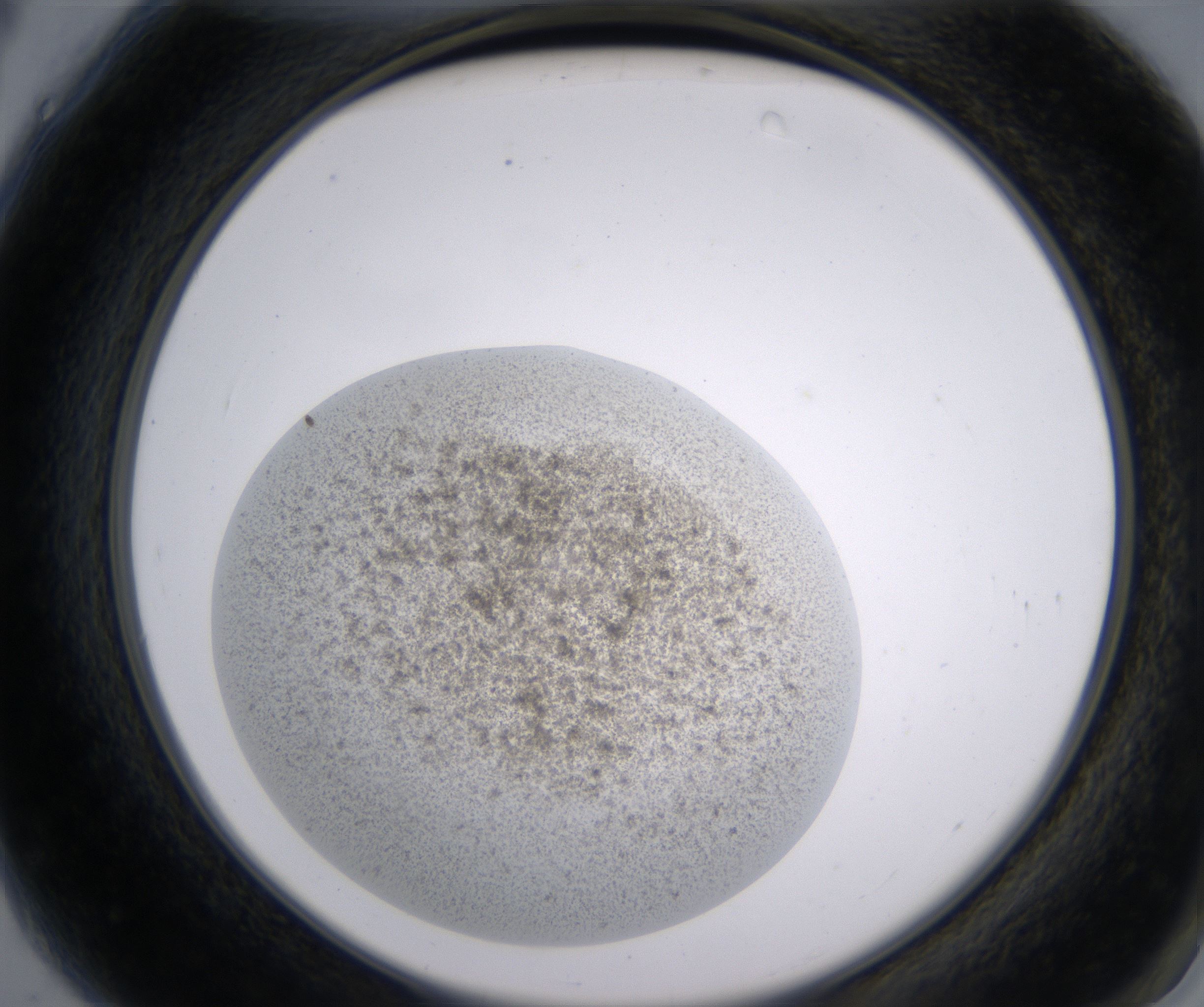 A4_HighResolution_Precipitate_2.jpg