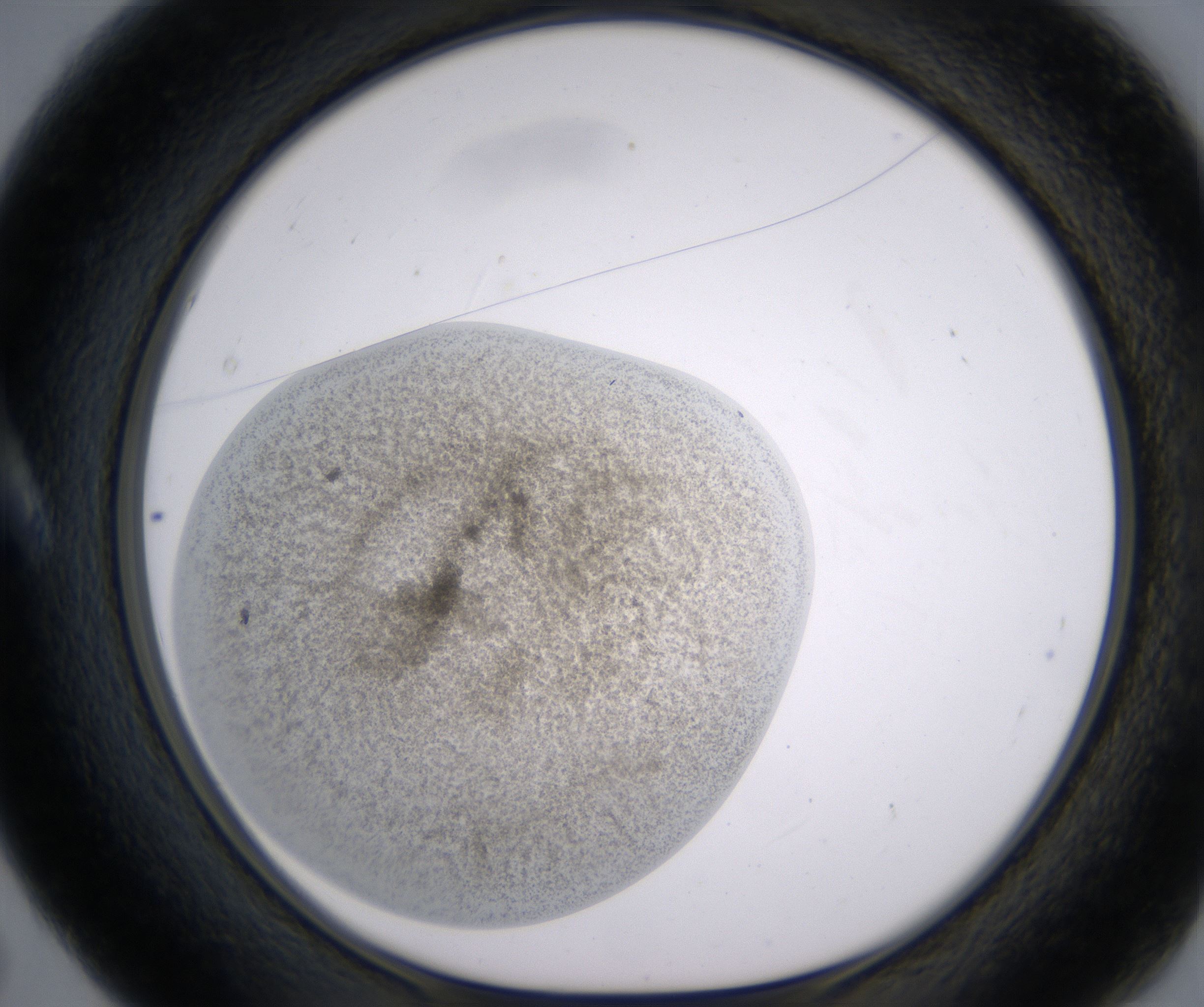 A5_HighResolution_Precipitate_1.jpg