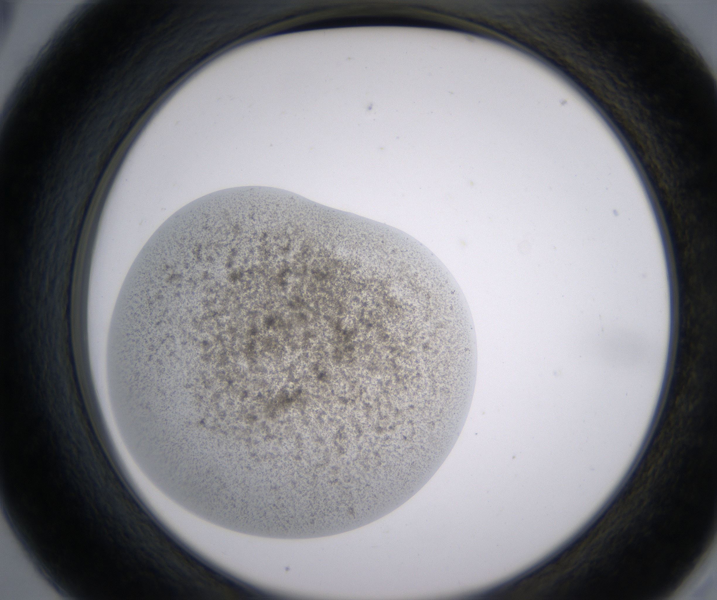 A5_HighResolution_Precipitate_2.jpg