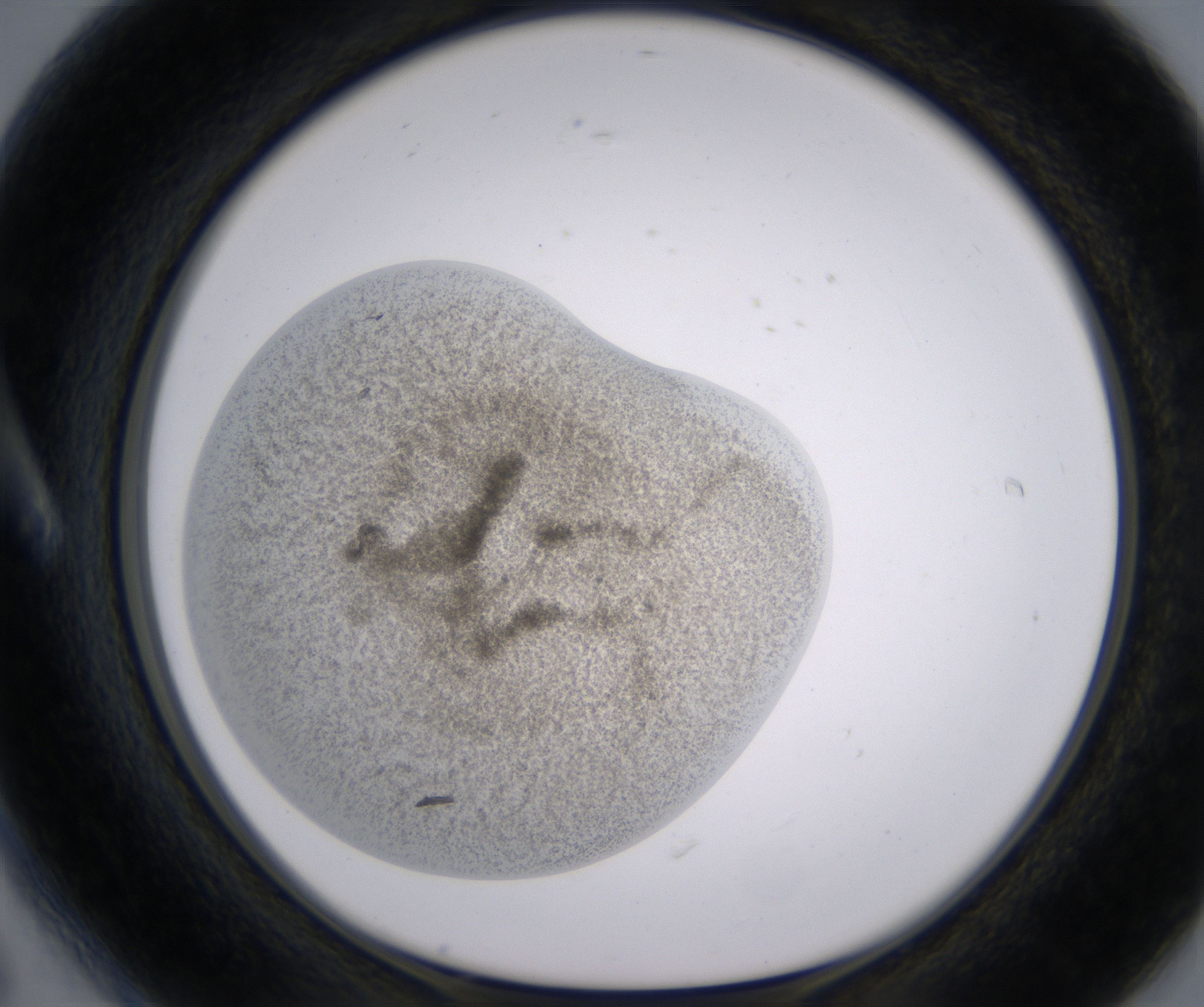 A6_HighResolution_Precipitate_1.jpg