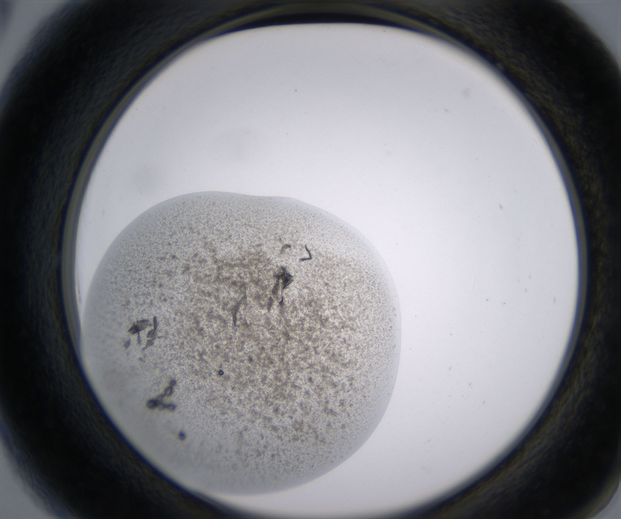 A6_HighResolution_Precipitate_2.jpg