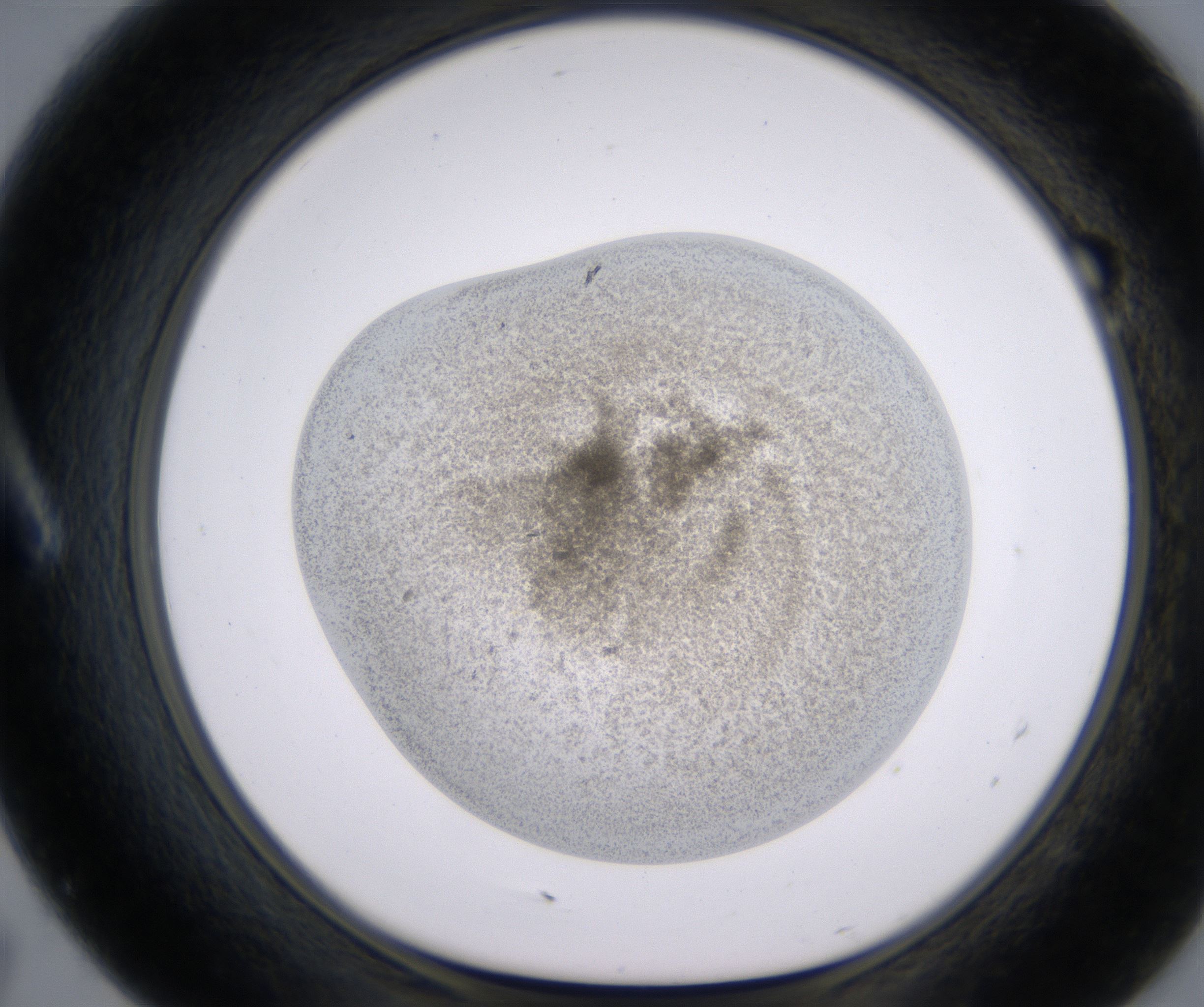 A7_HighResolution_Precipitate_1.jpg