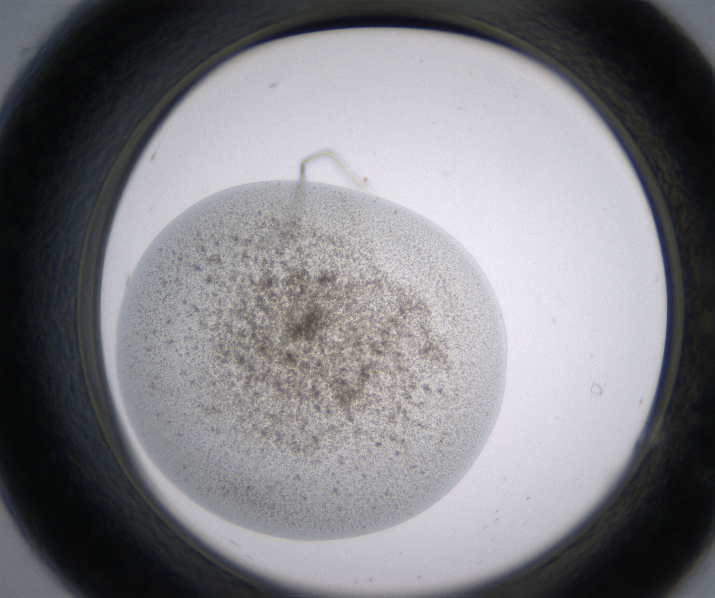 A7_HighResolution_Precipitate_2.jpg