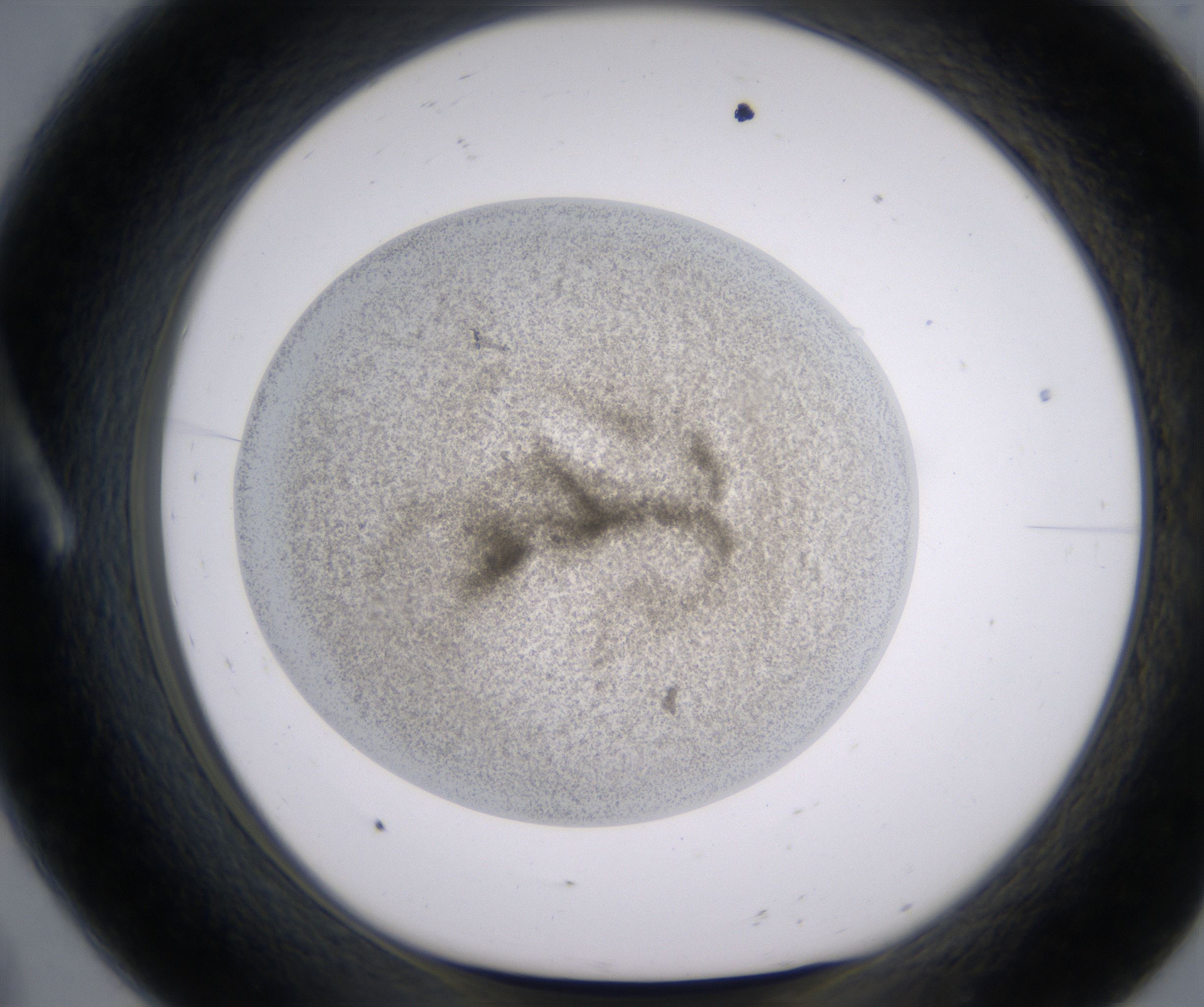 A8_HighResolution_Precipitate_1.jpg