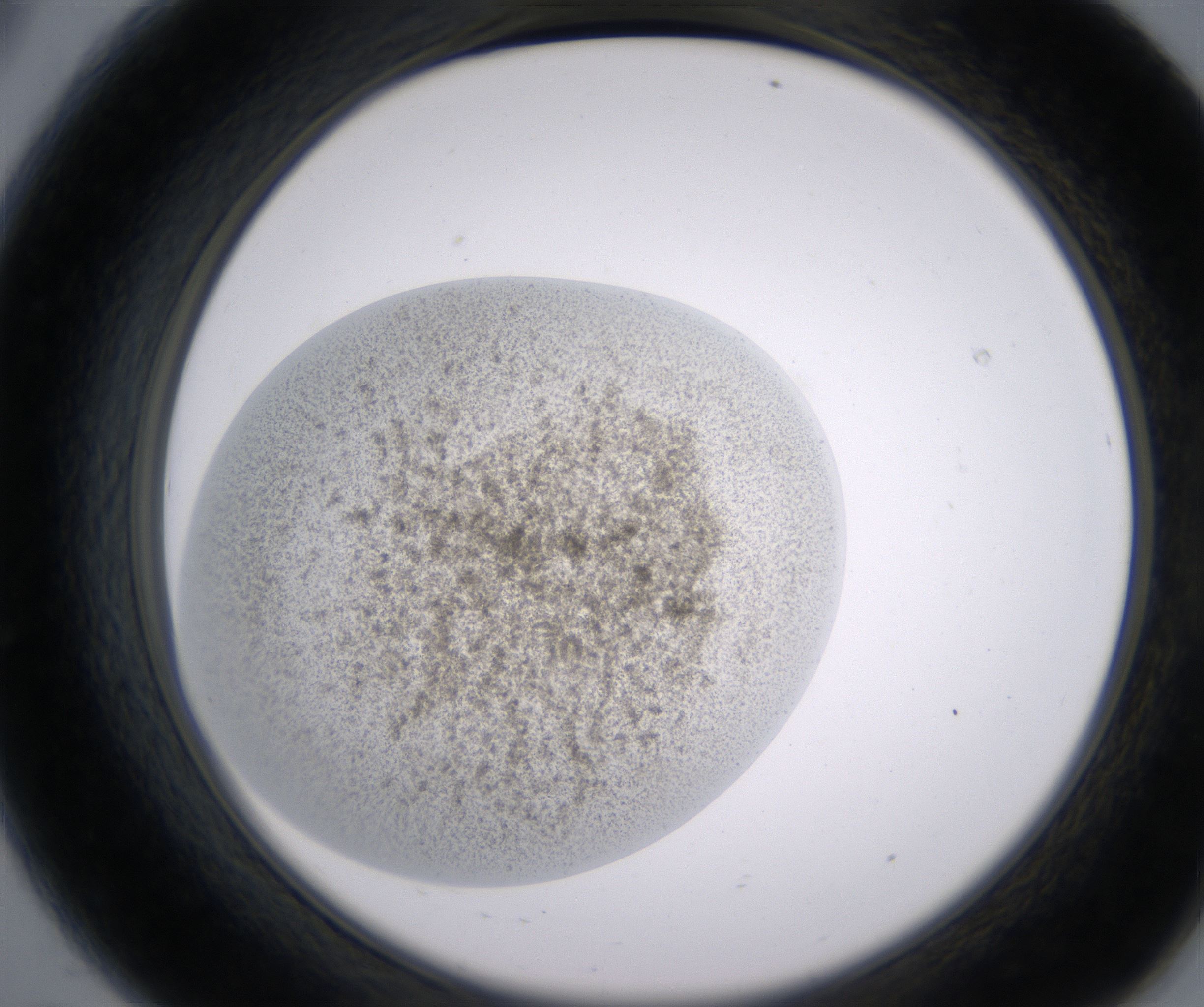 A8_HighResolution_Precipitate_2.jpg