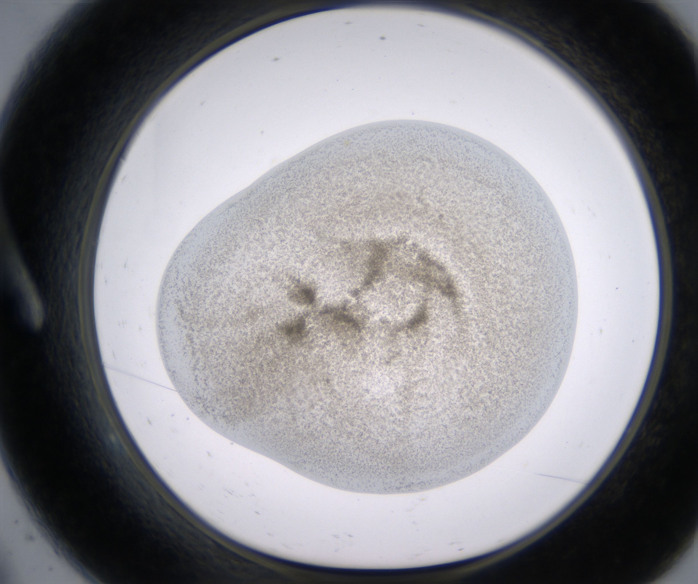 A9_HighResolution_Precipitate_1.jpg