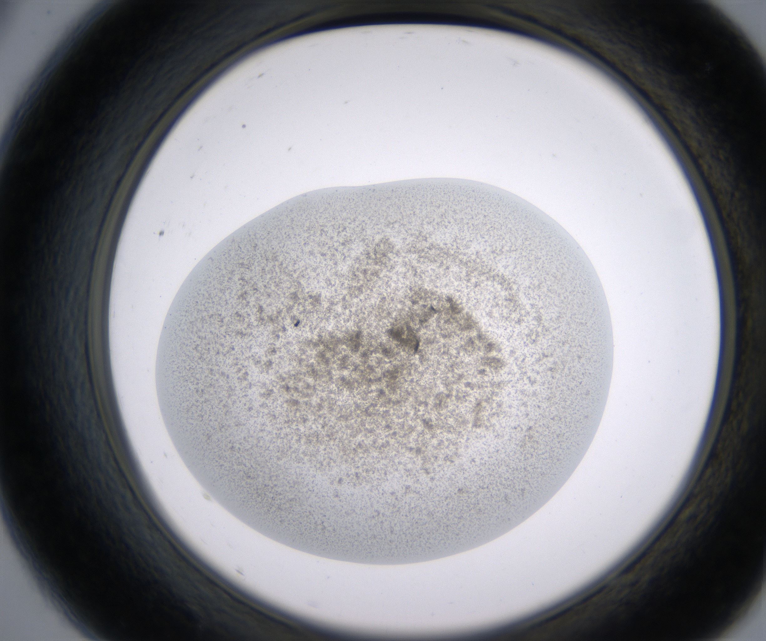 A9_HighResolution_Precipitate_2.jpg