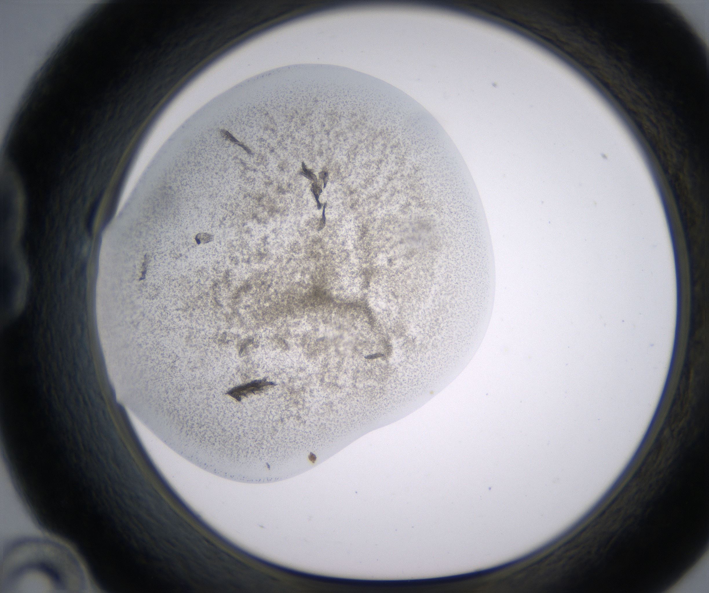 B10_HighResolution_Precipitate_1.jpg