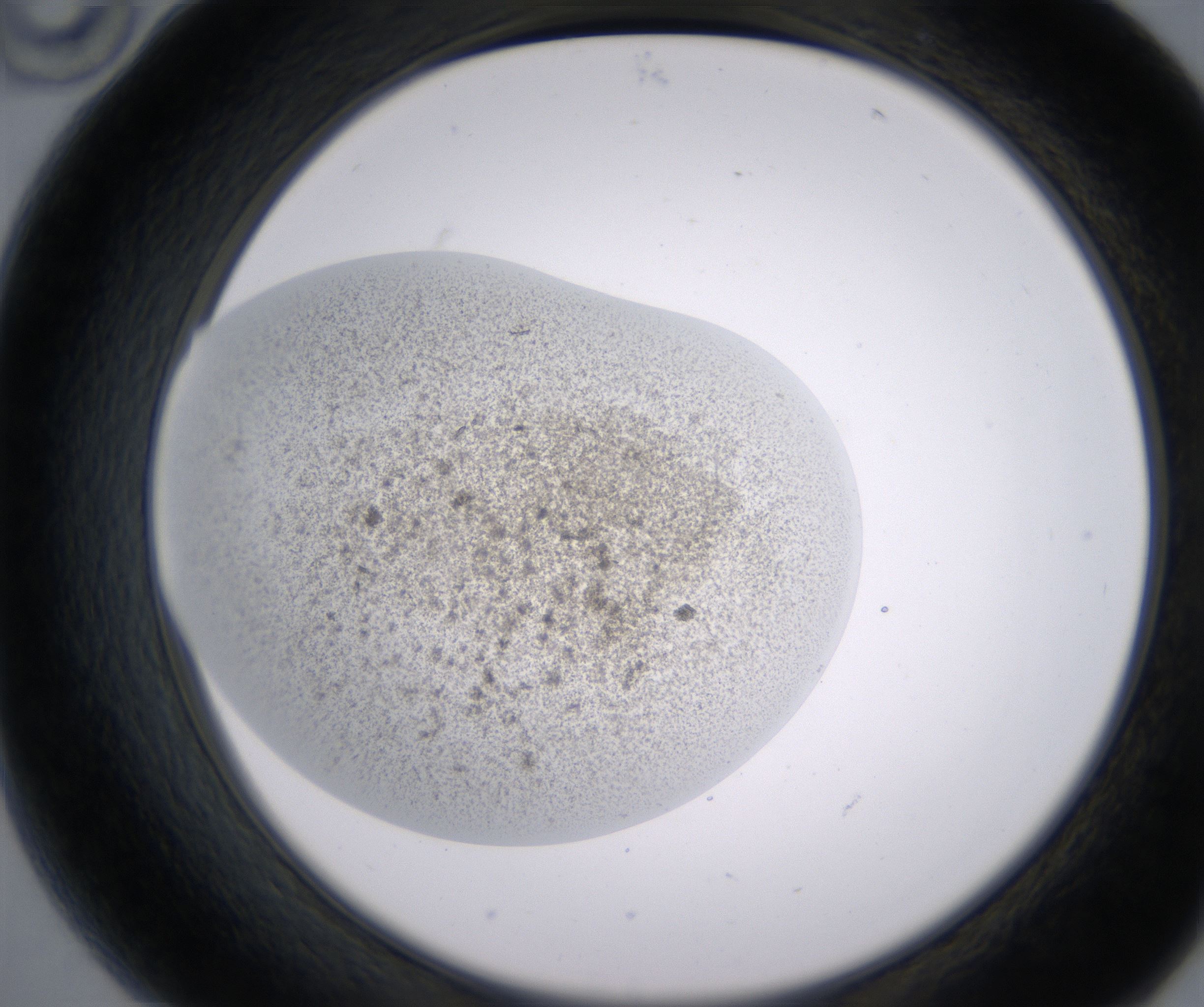 B10_HighResolution_Precipitate_2.jpg