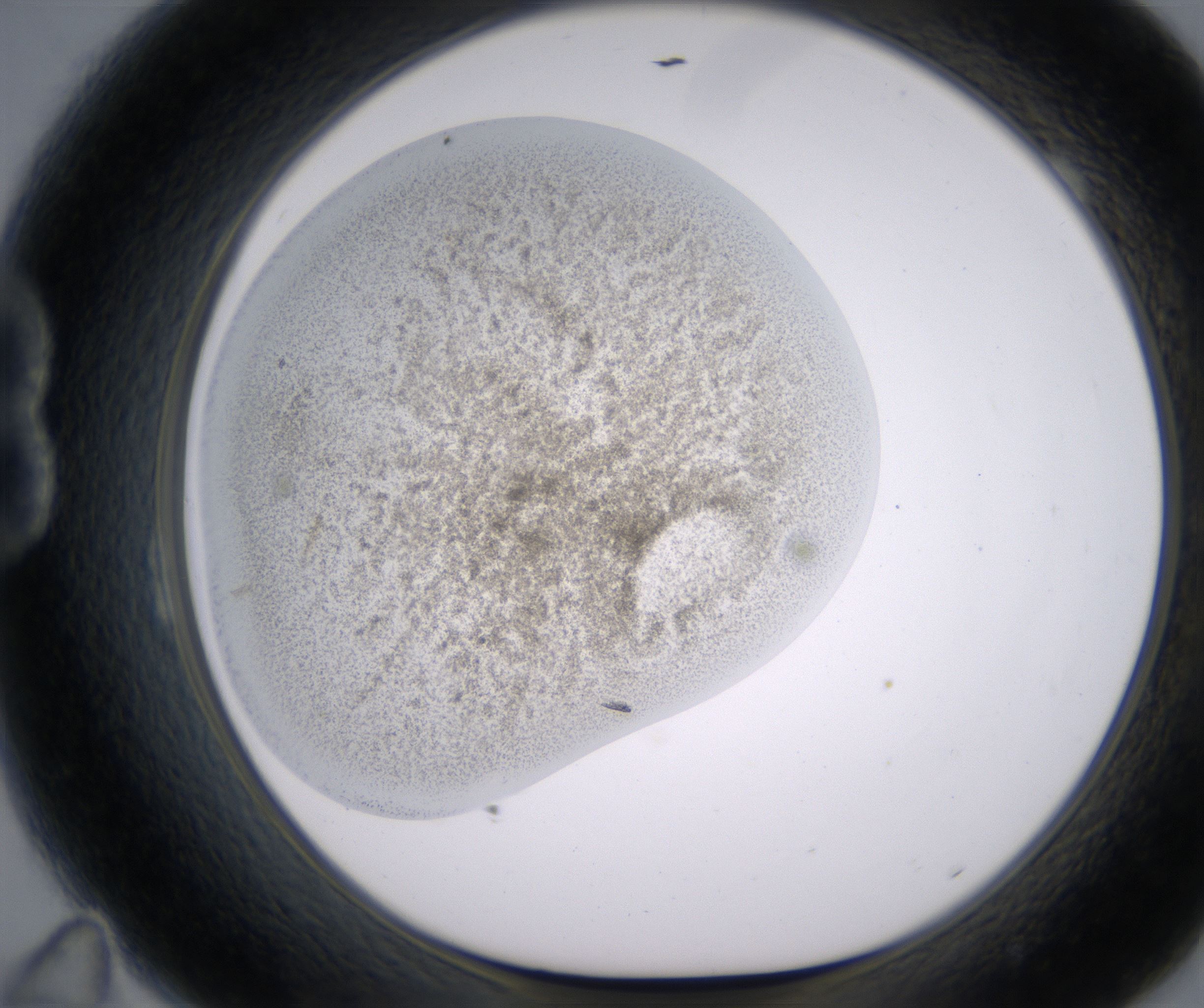 B11_HighResolution_Precipitate_1.jpg