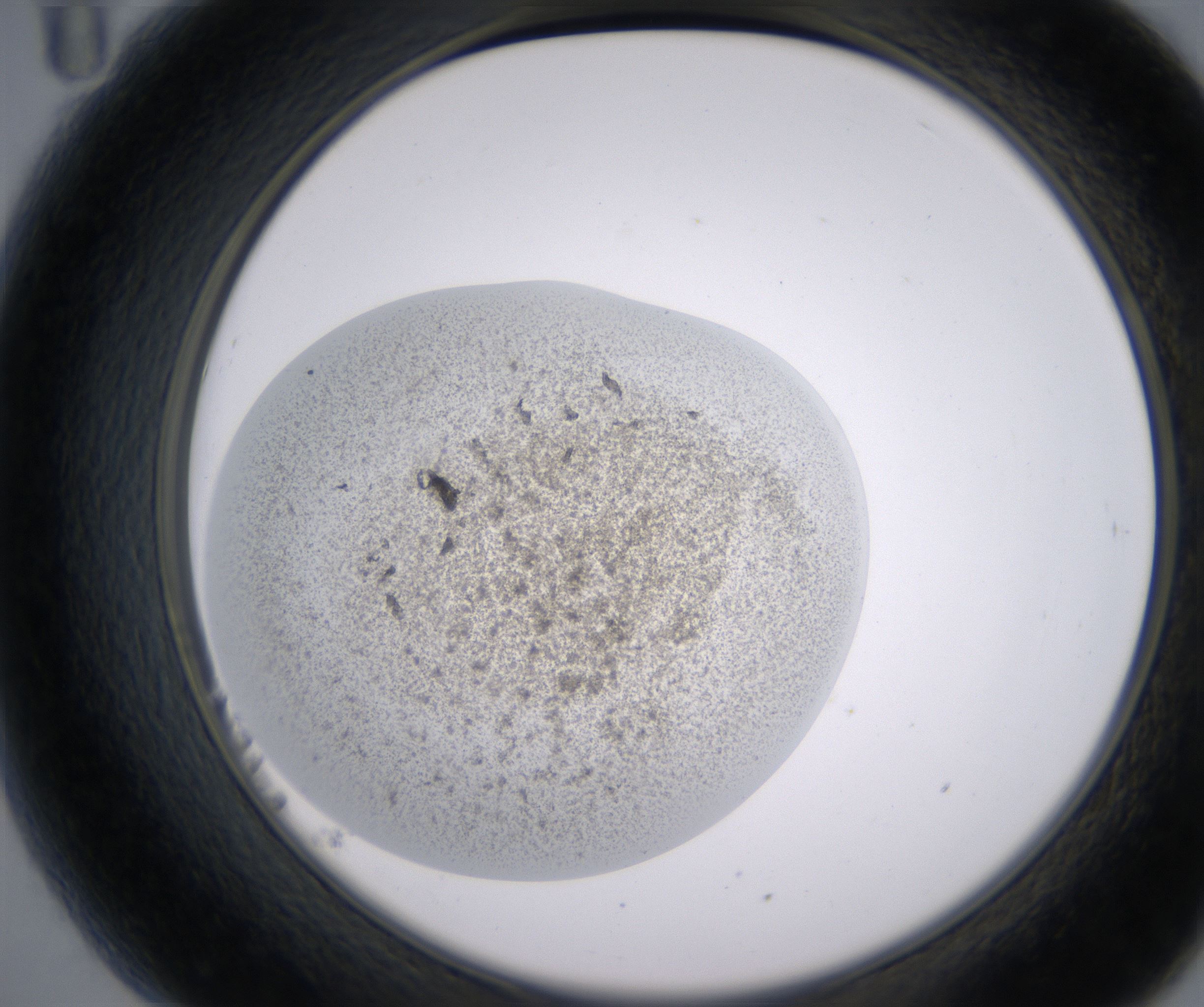 B11_HighResolution_Precipitate_2.jpg