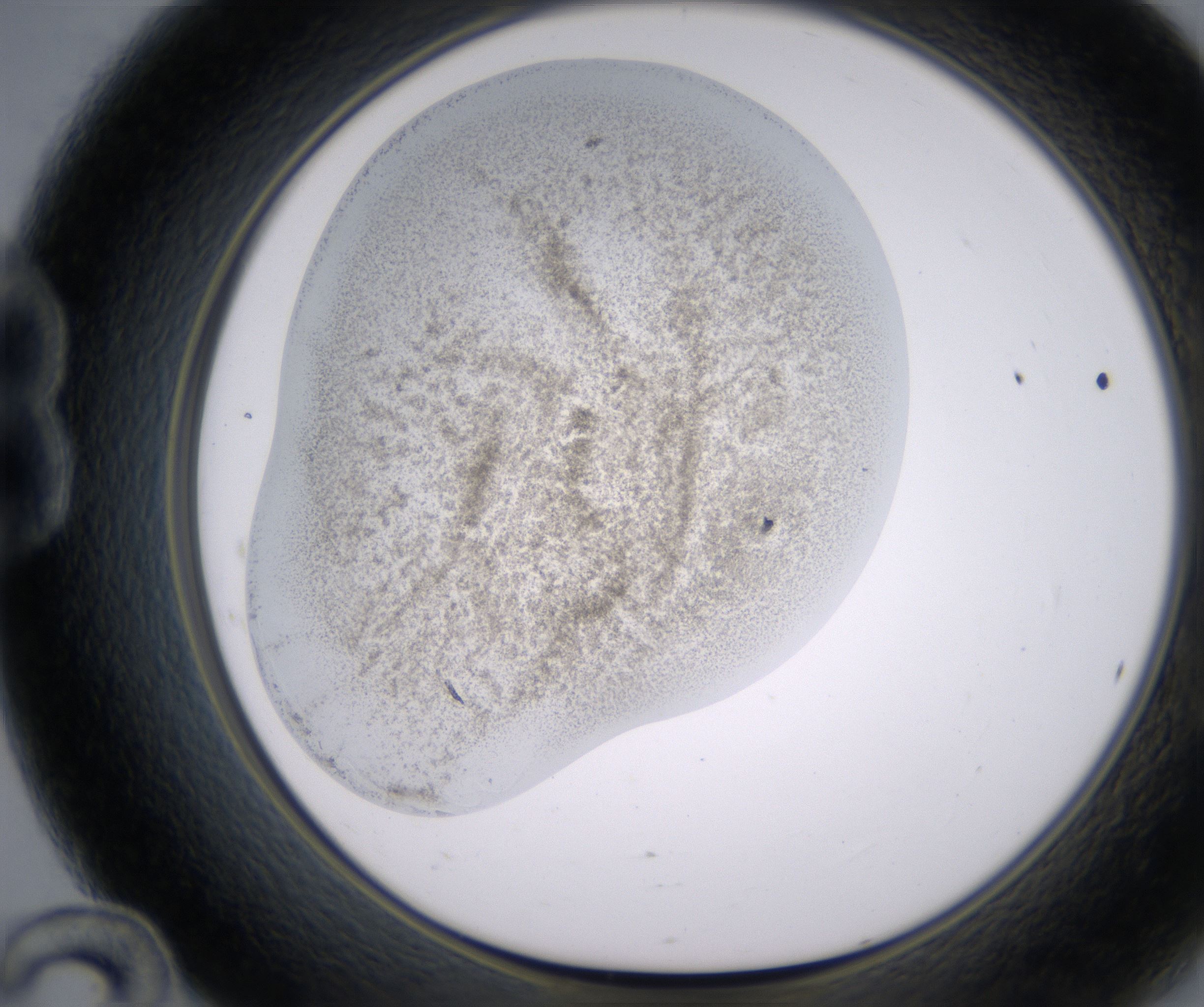 B12_HighResolution_Precipitate_1.jpg