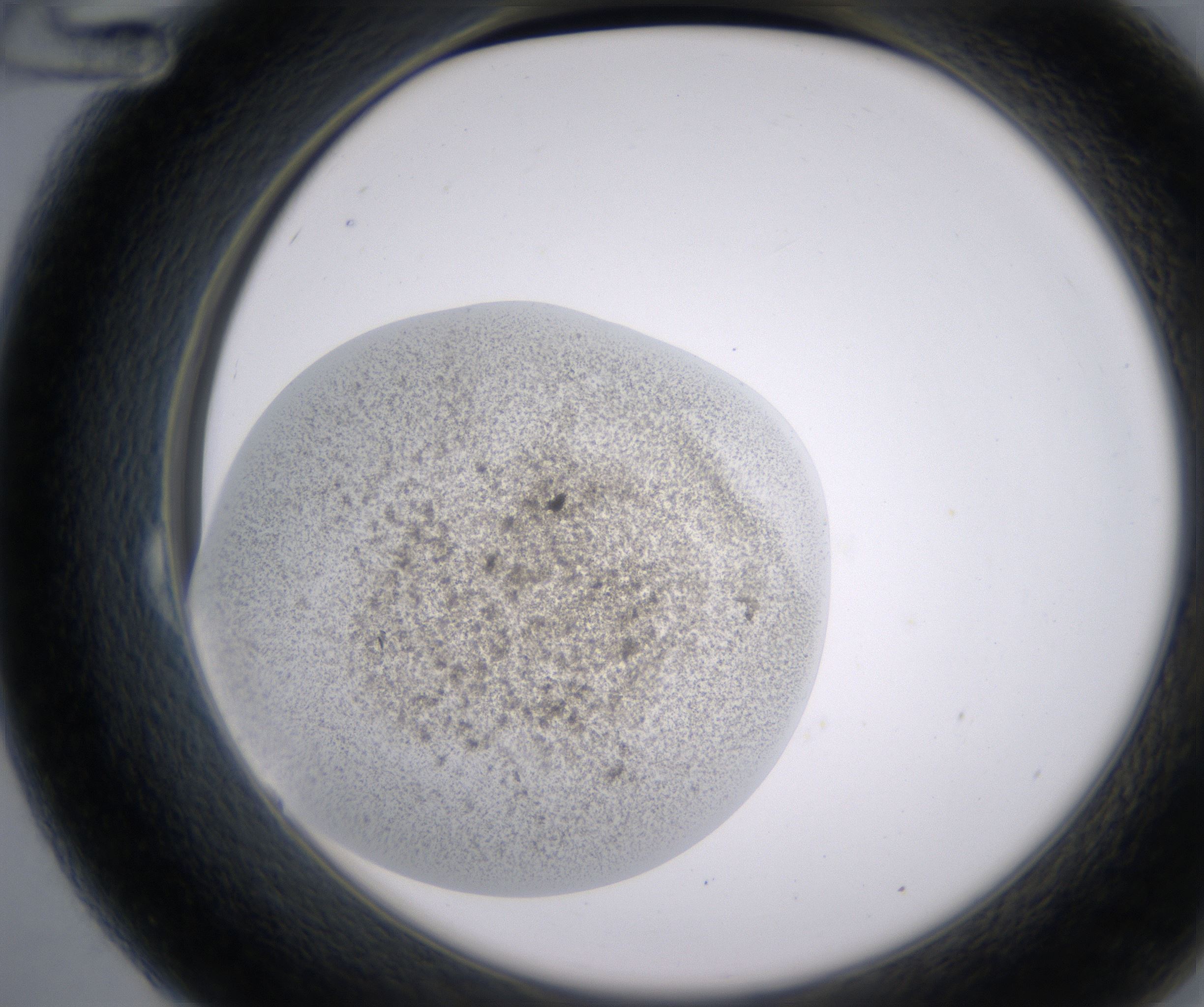 B12_HighResolution_Precipitate_2.jpg