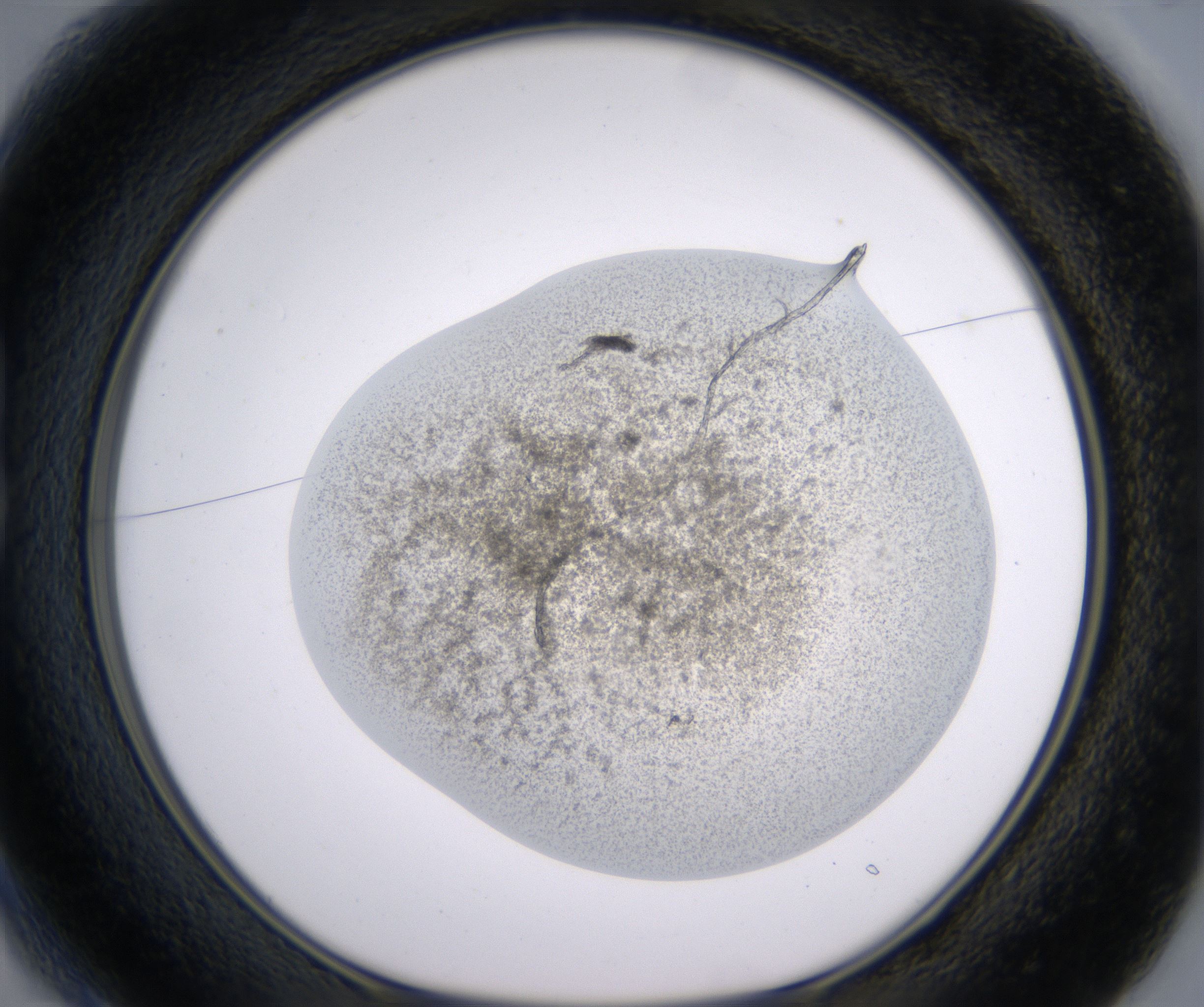 B1_HighResolution_Precipitate_1.jpg