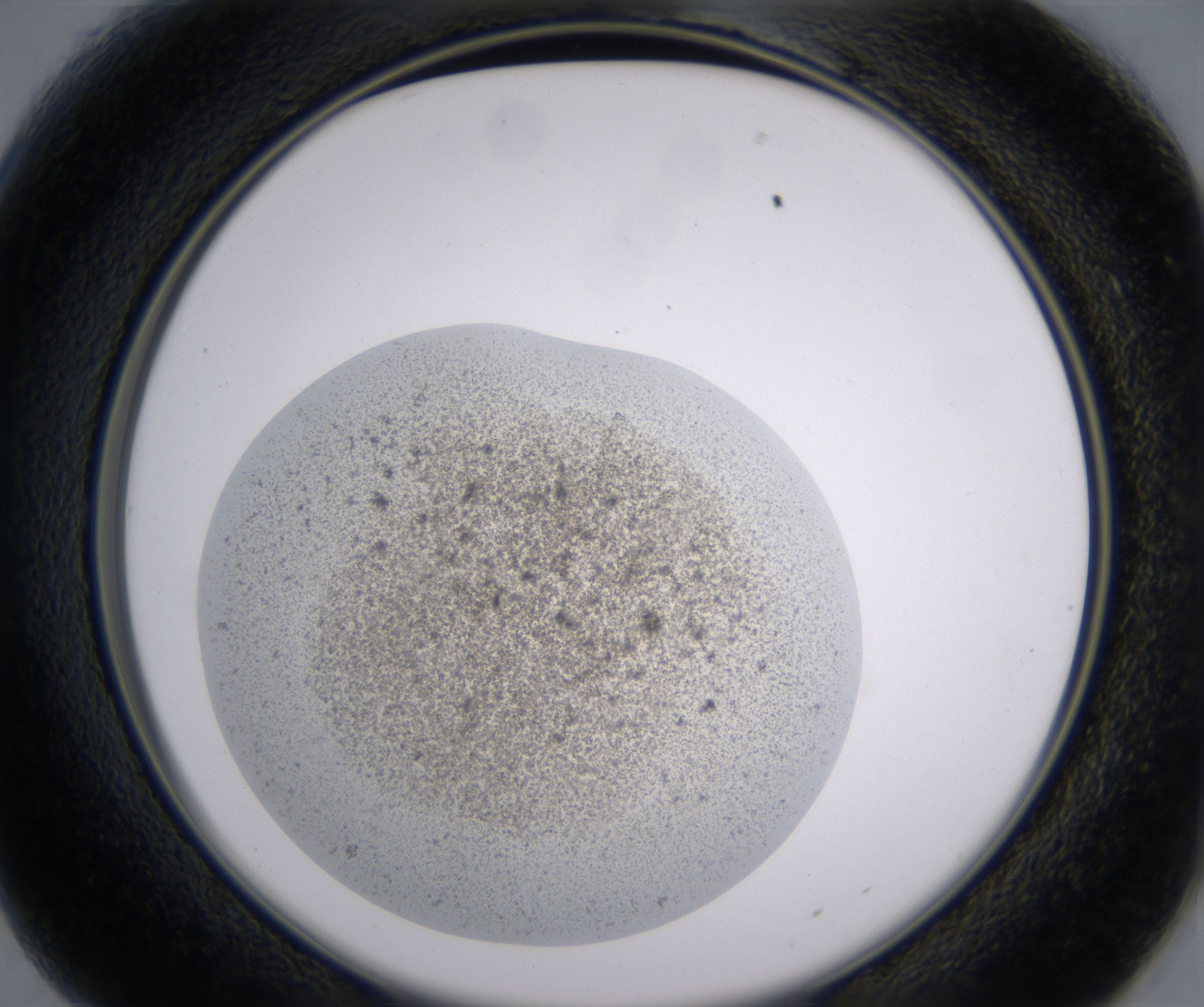 B1_HighResolution_Precipitate_2.jpg