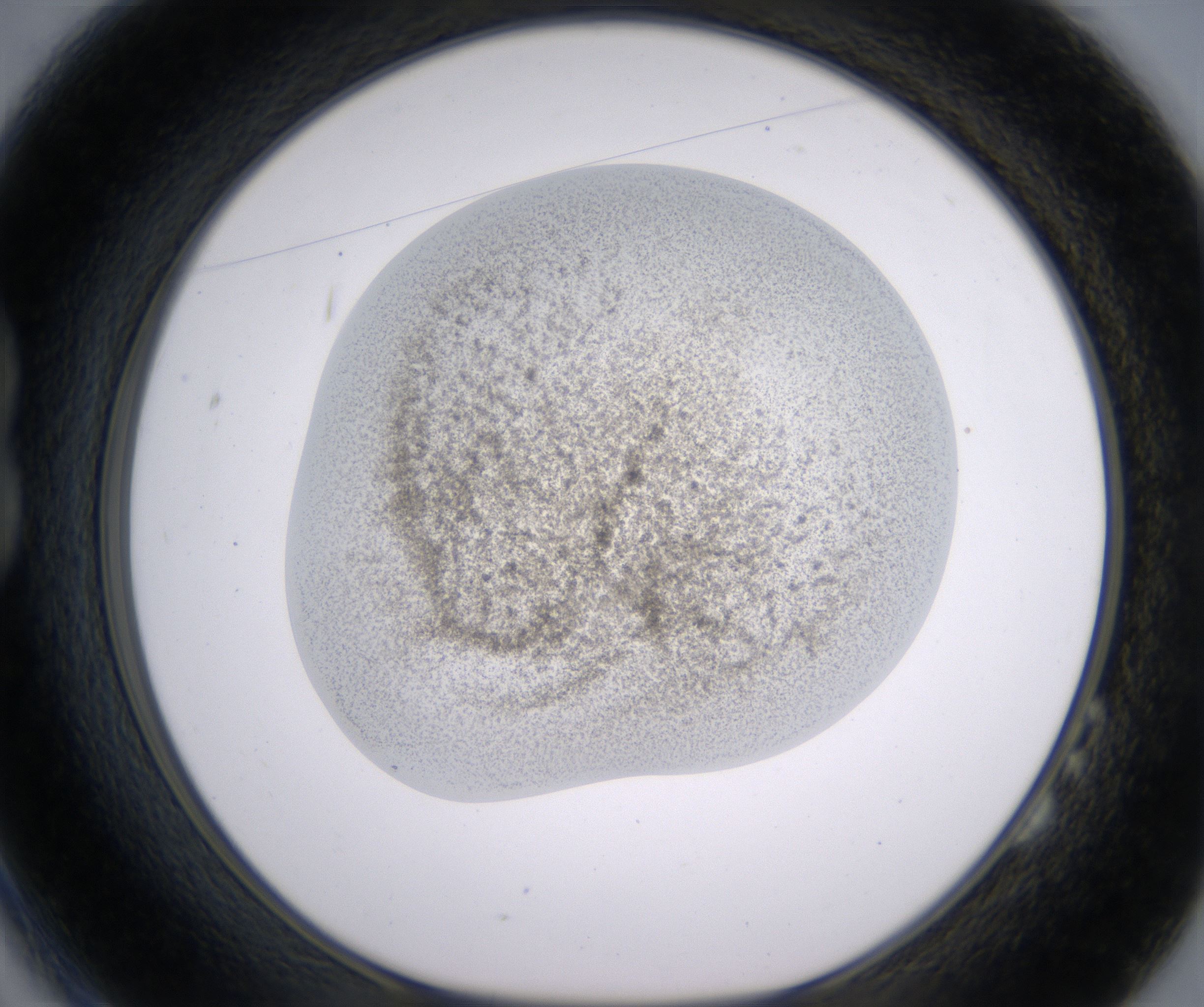 B2_HighResolution_Precipitate_1.jpg