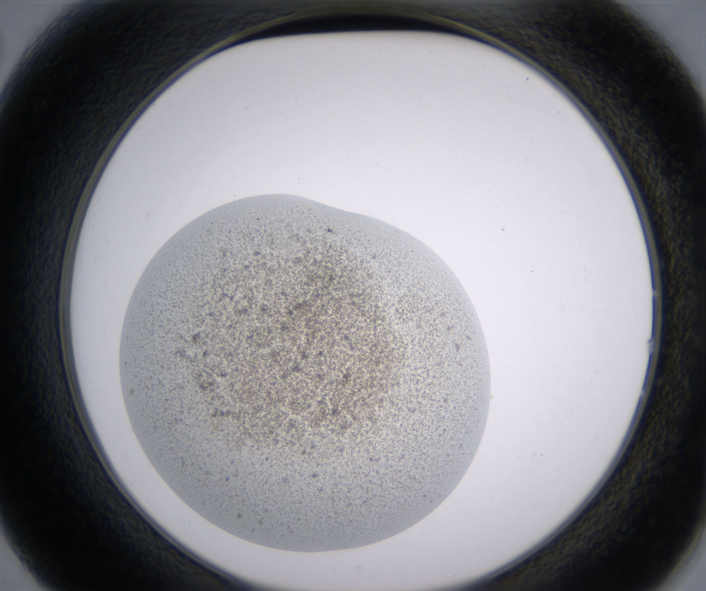 B2_HighResolution_Precipitate_2.jpg