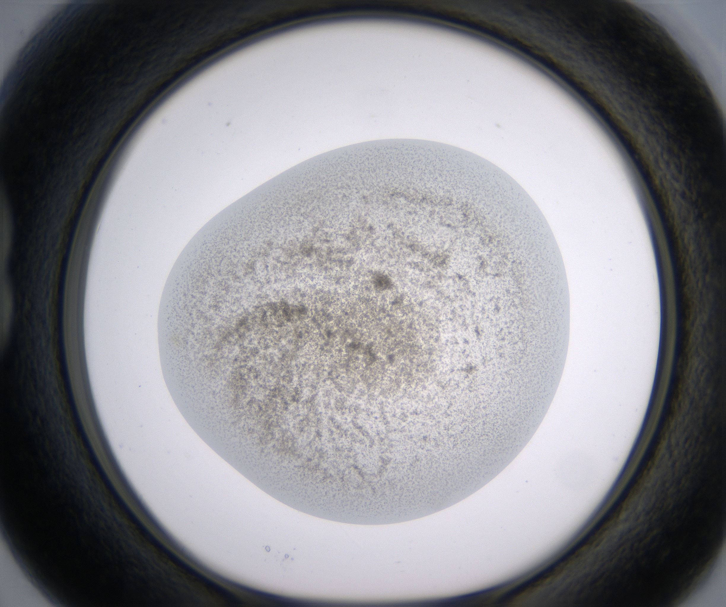 B3_HighResolution_Precipitate_1.jpg