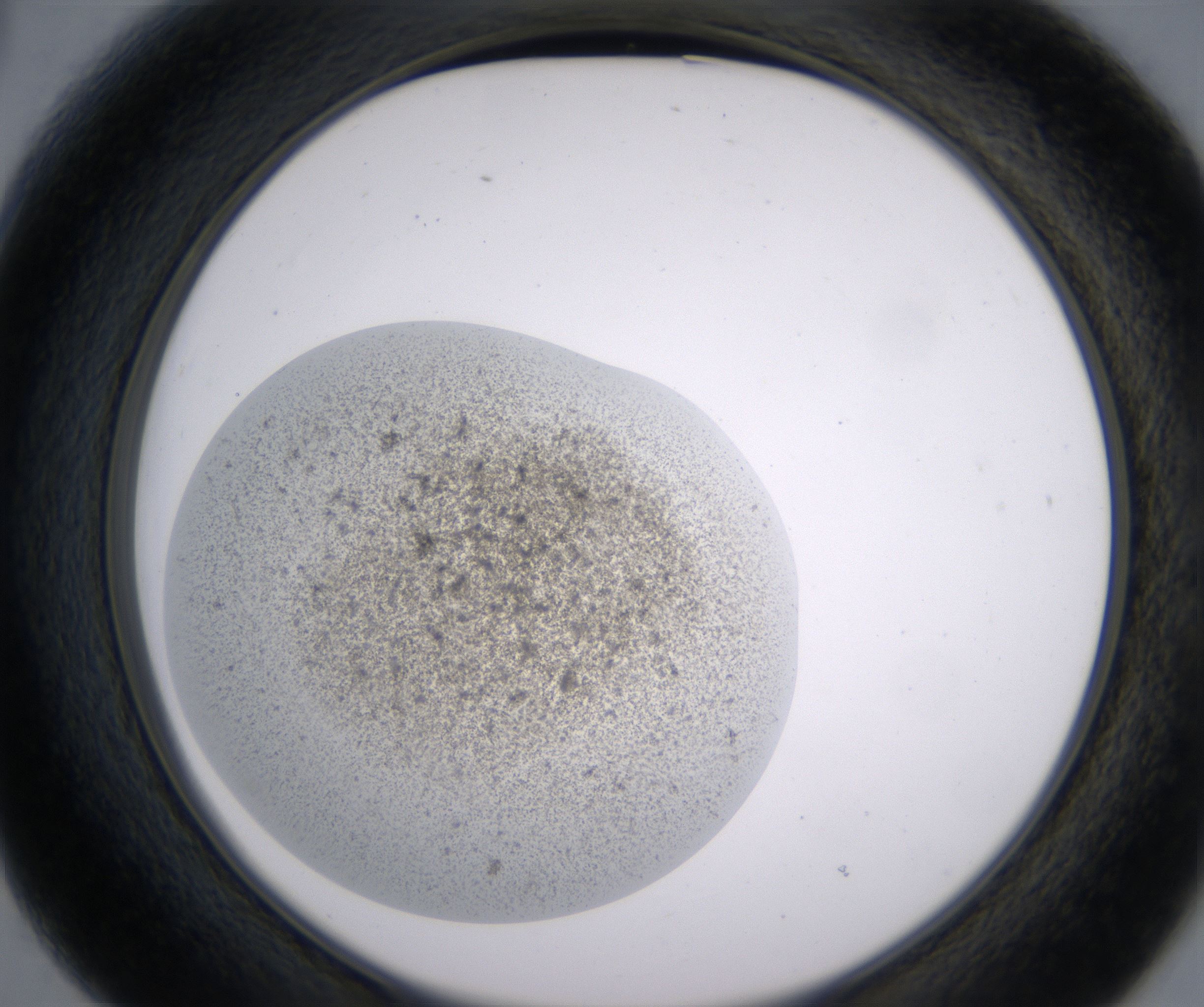 B3_HighResolution_Precipitate_2.jpg