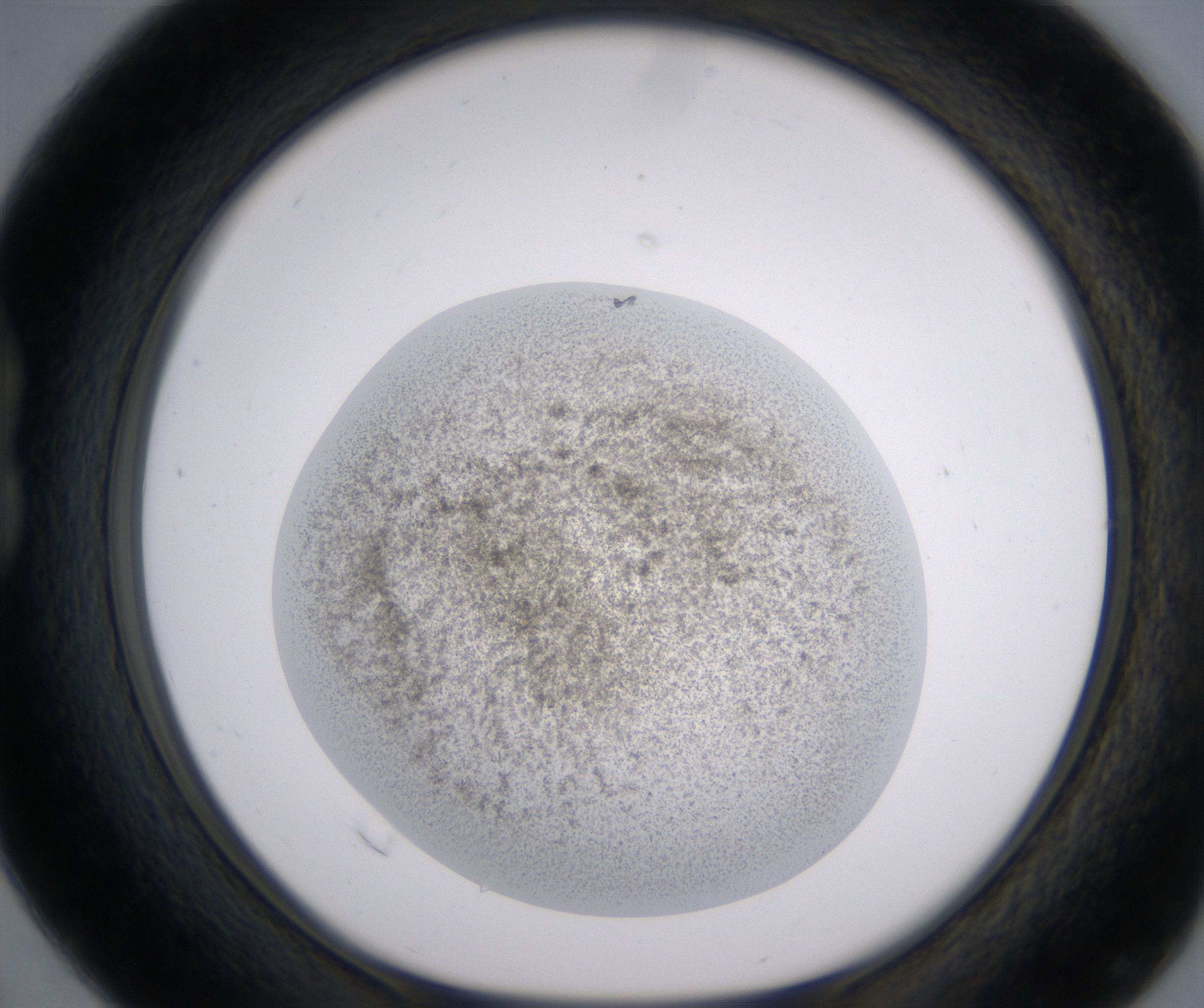 B4_HighResolution_Precipitate_1.jpg