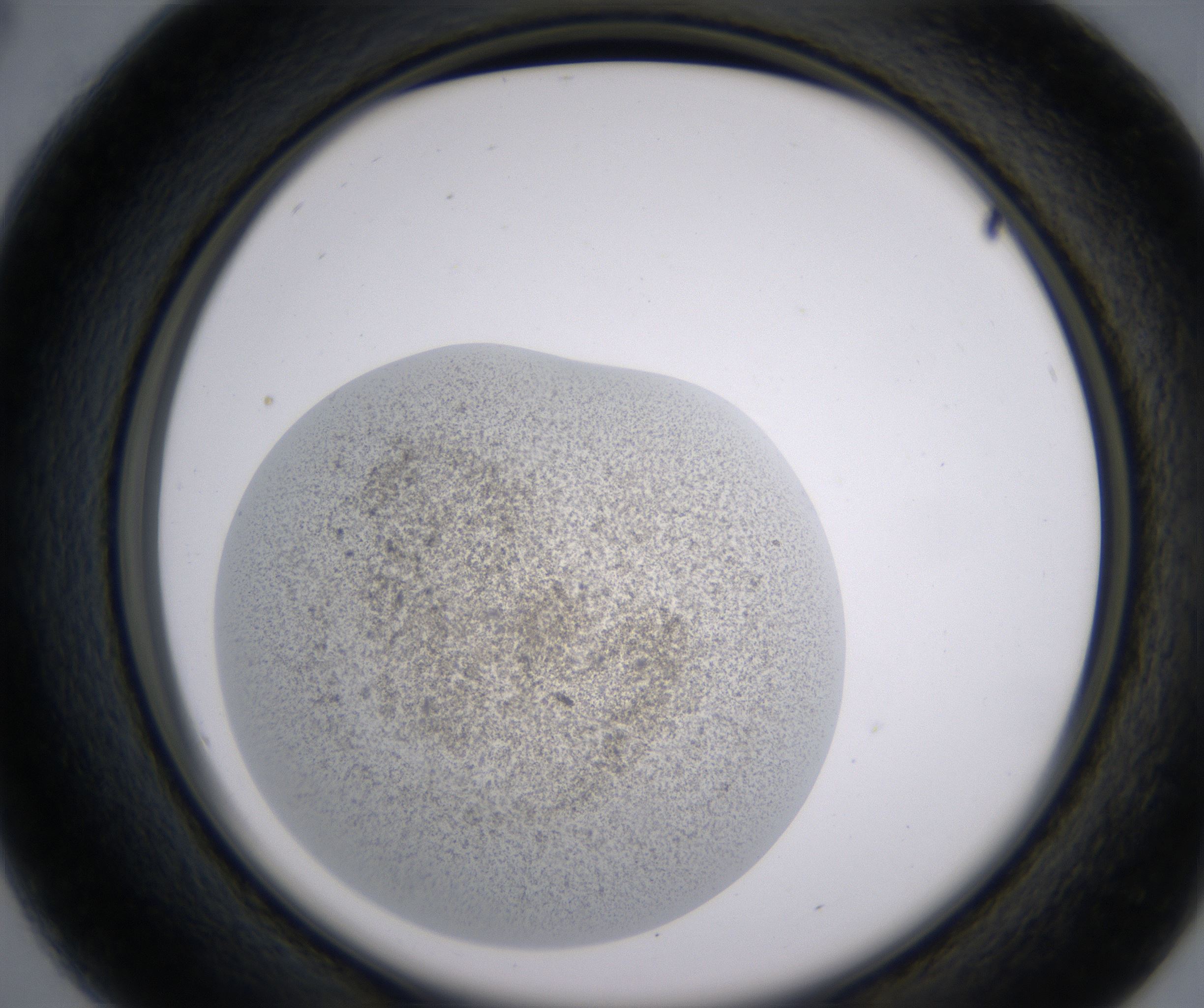 B4_HighResolution_Precipitate_2.jpg