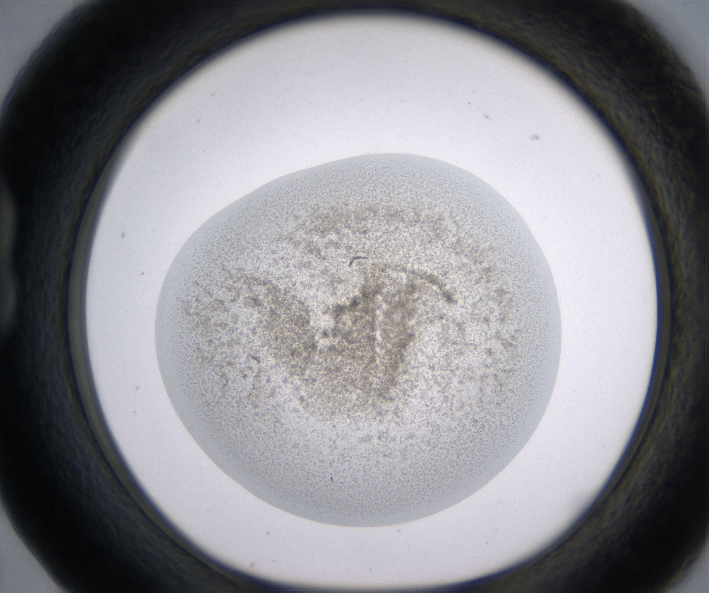 B5_HighResolution_Precipitate_1.jpg