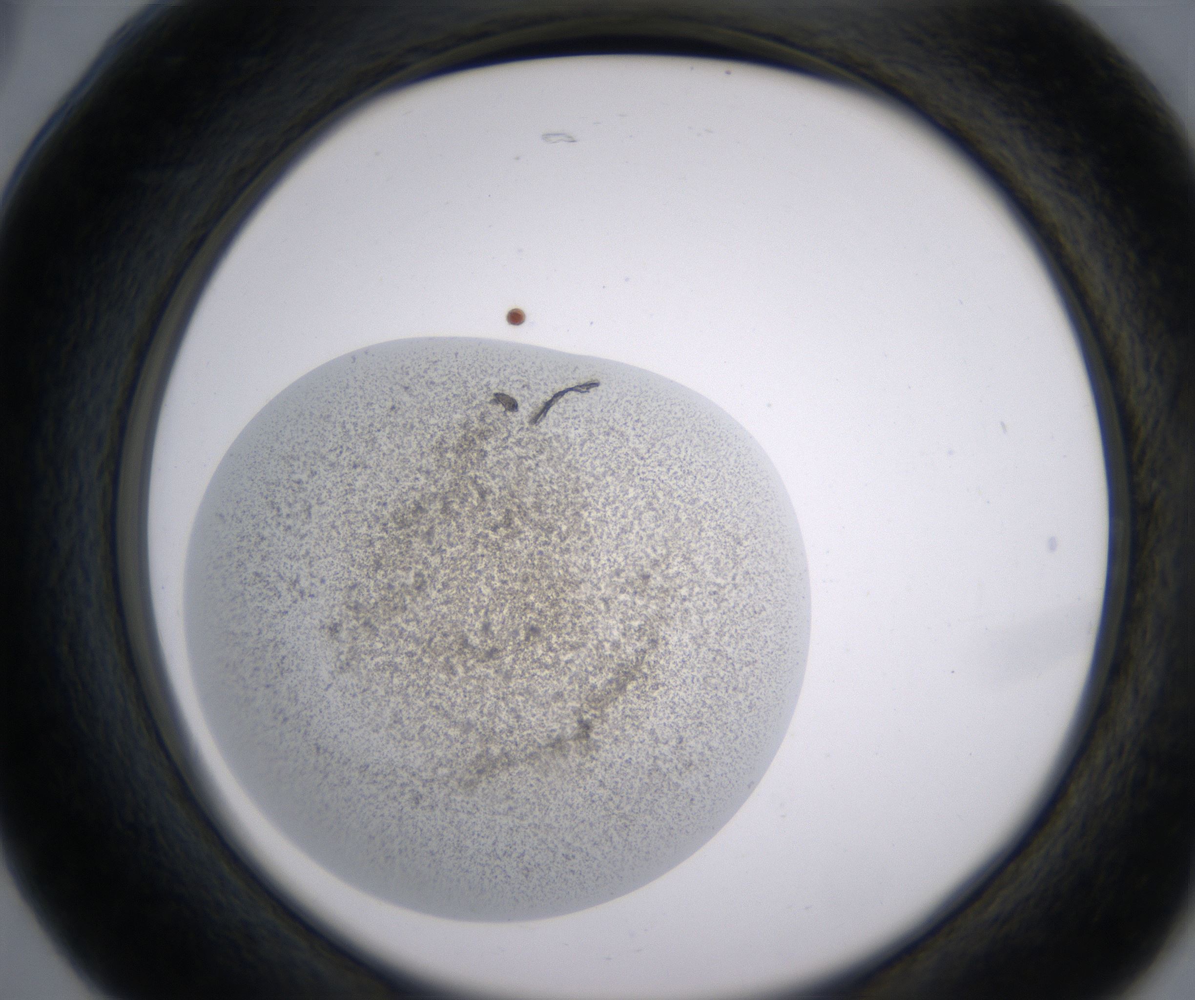 B5_HighResolution_Precipitate_2.jpg