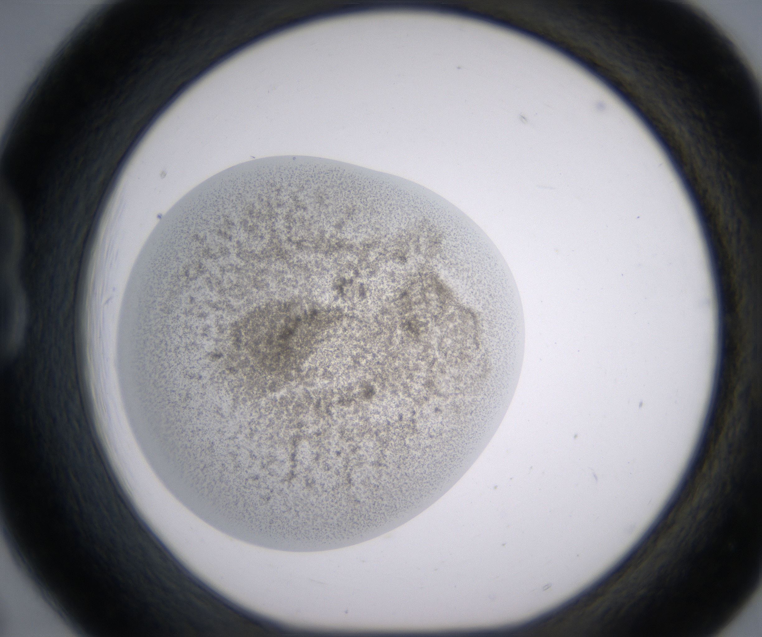 B6_HighResolution_Precipitate_1.jpg