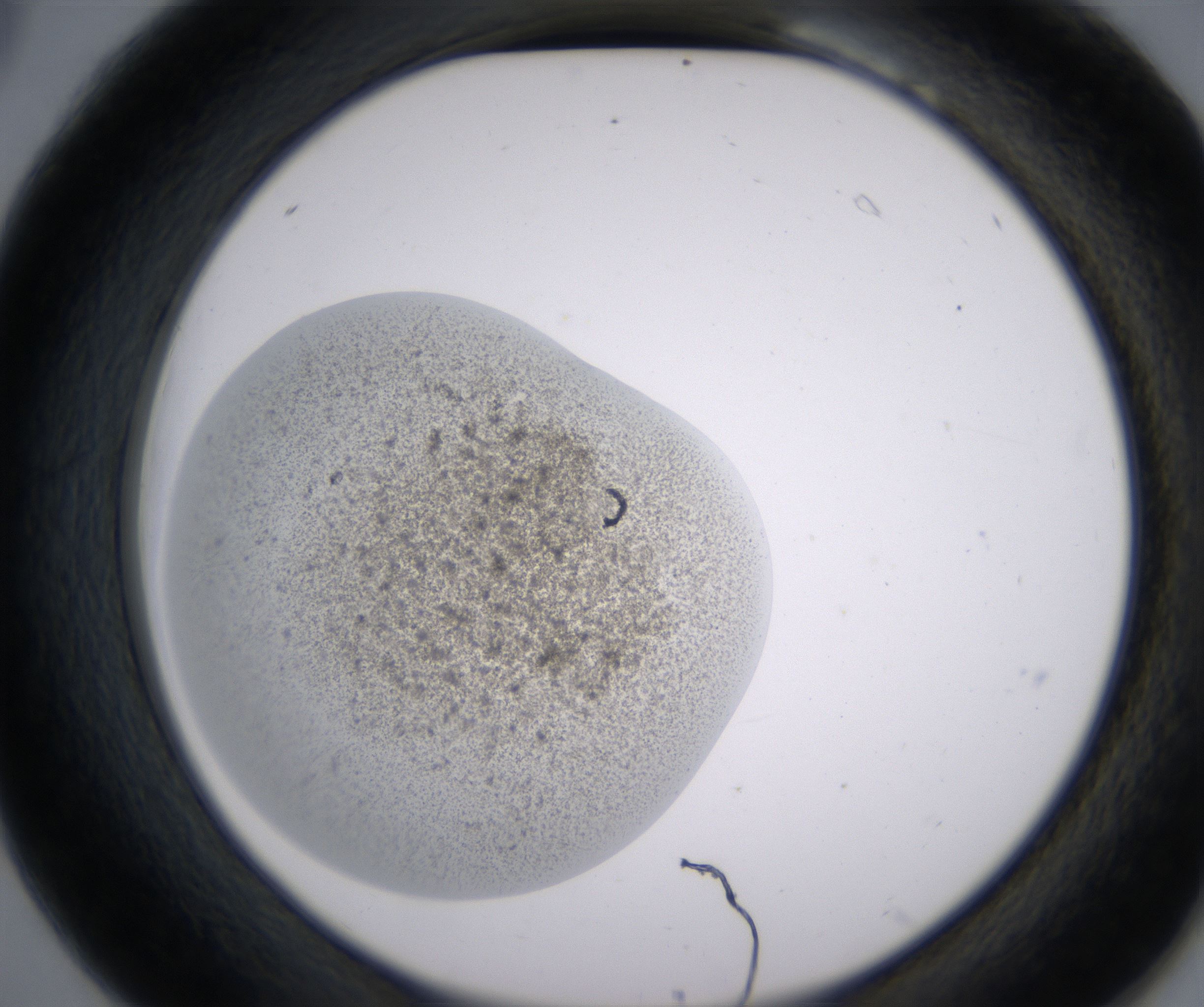 B6_HighResolution_Precipitate_2.jpg