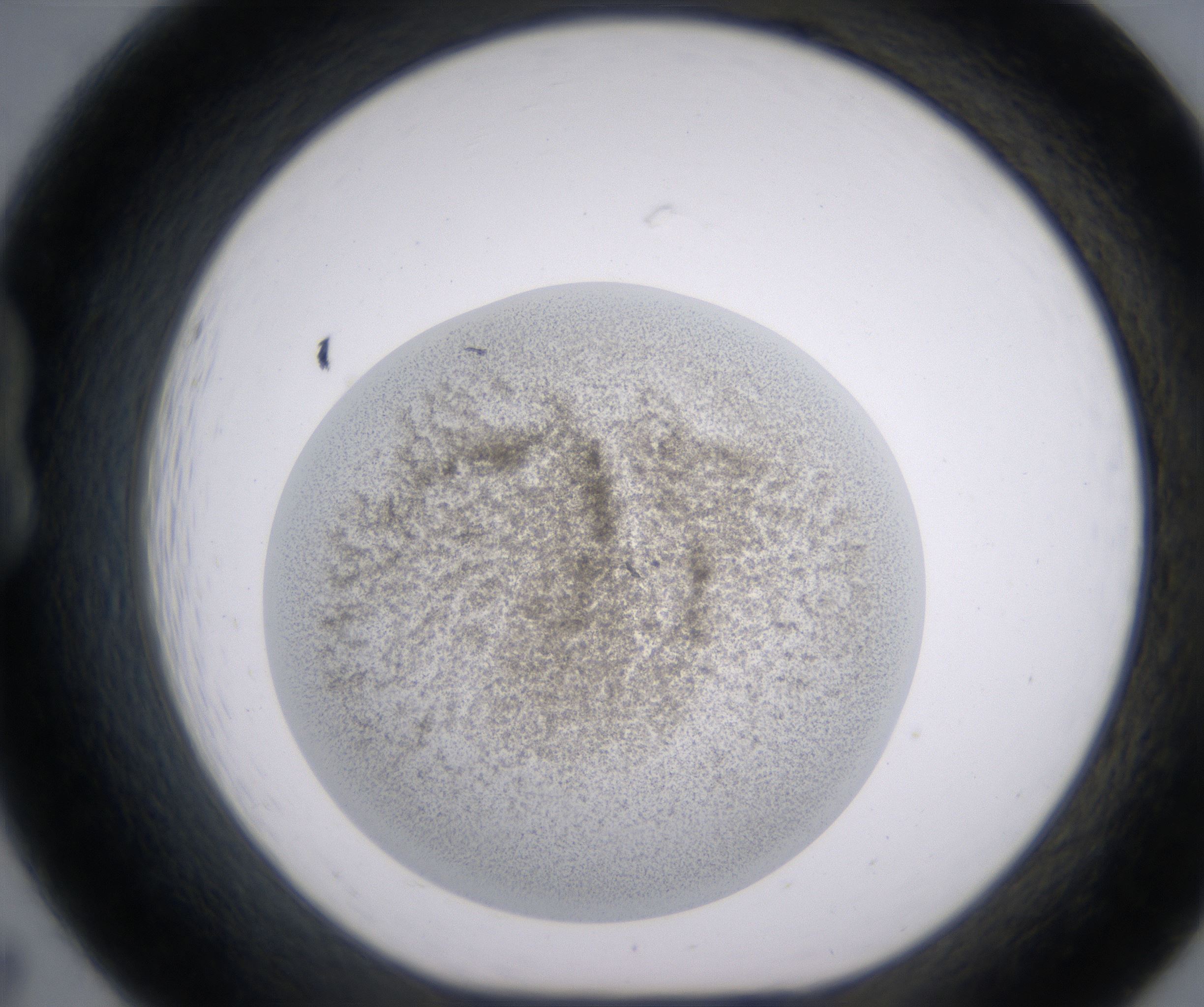B7_HighResolution_Precipitate_1.jpg