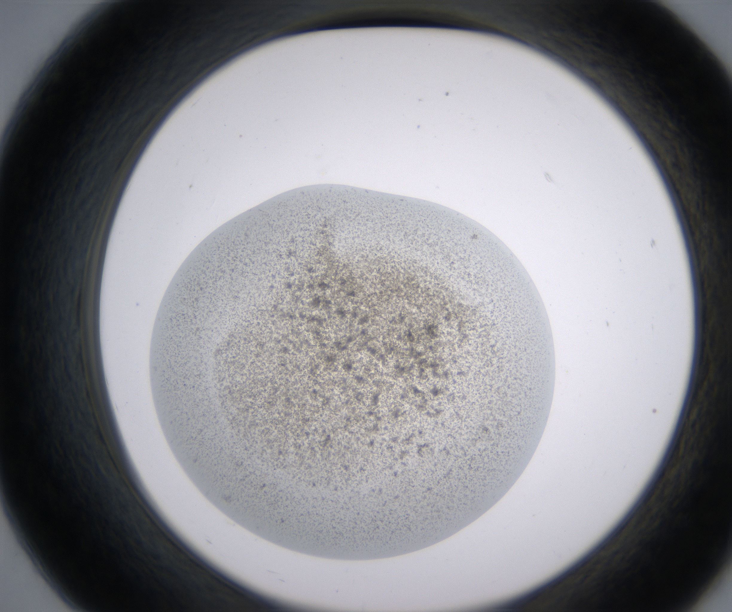 B7_HighResolution_Precipitate_2.jpg
