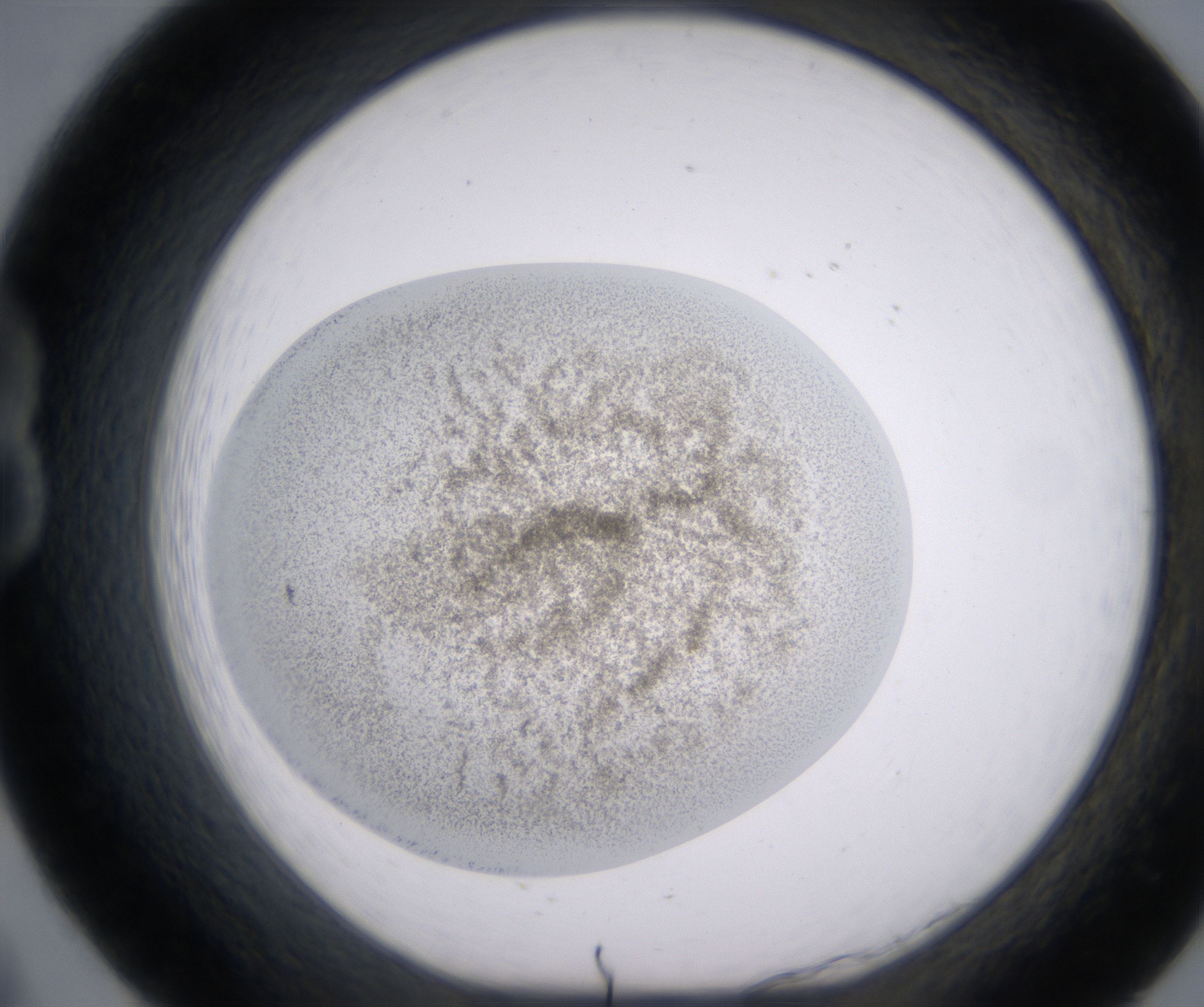B8_HighResolution_Precipitate_1.jpg