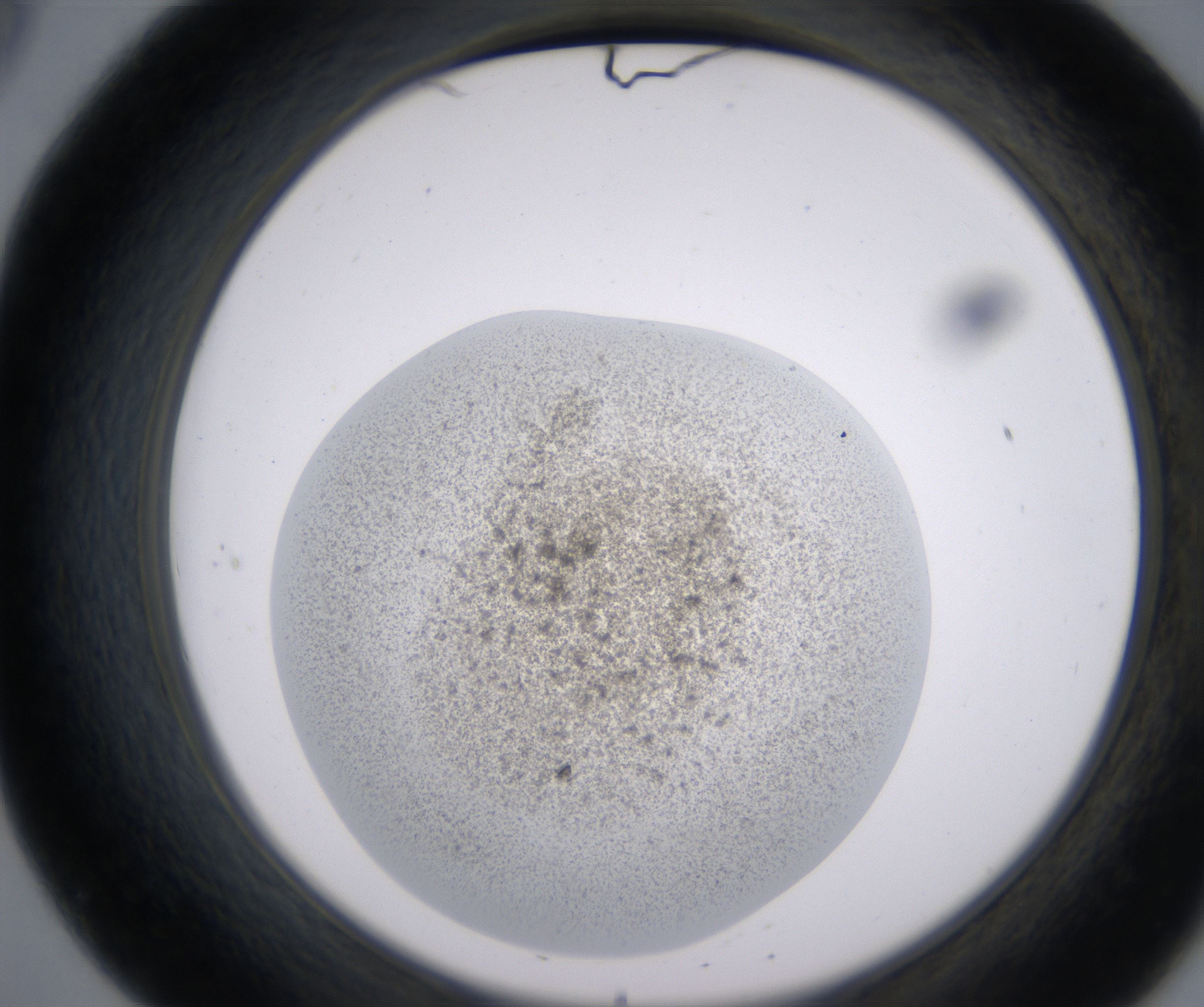 B8_HighResolution_Precipitate_2.jpg