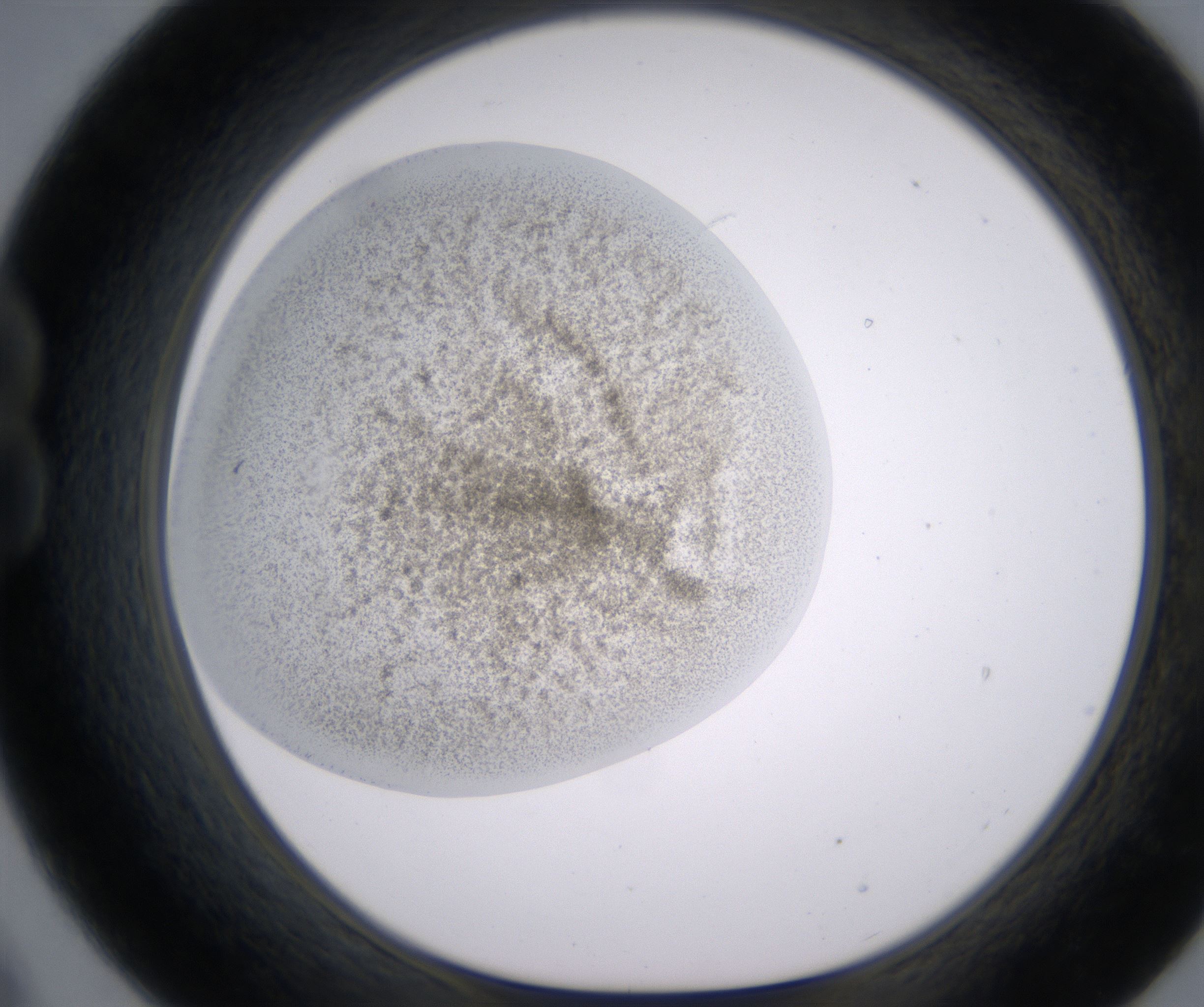 B9_HighResolution_Precipitate_1.jpg