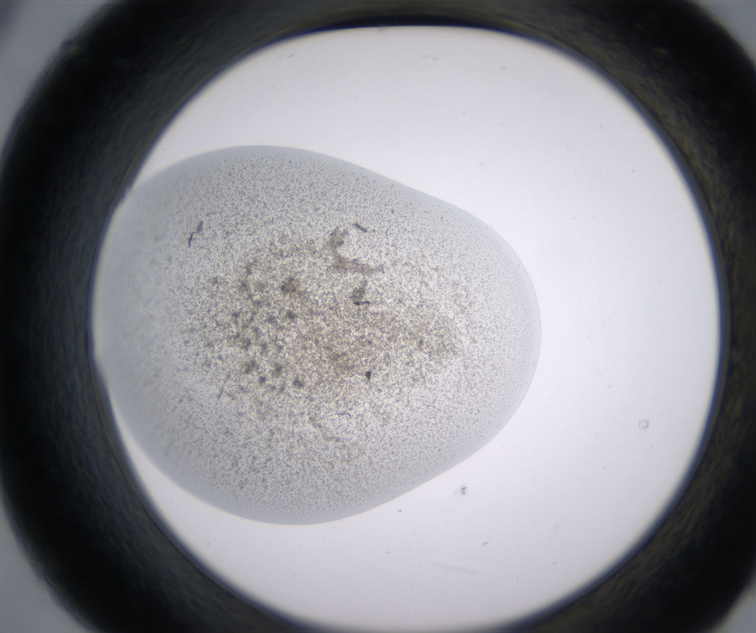 B9_HighResolution_Precipitate_2.jpg
