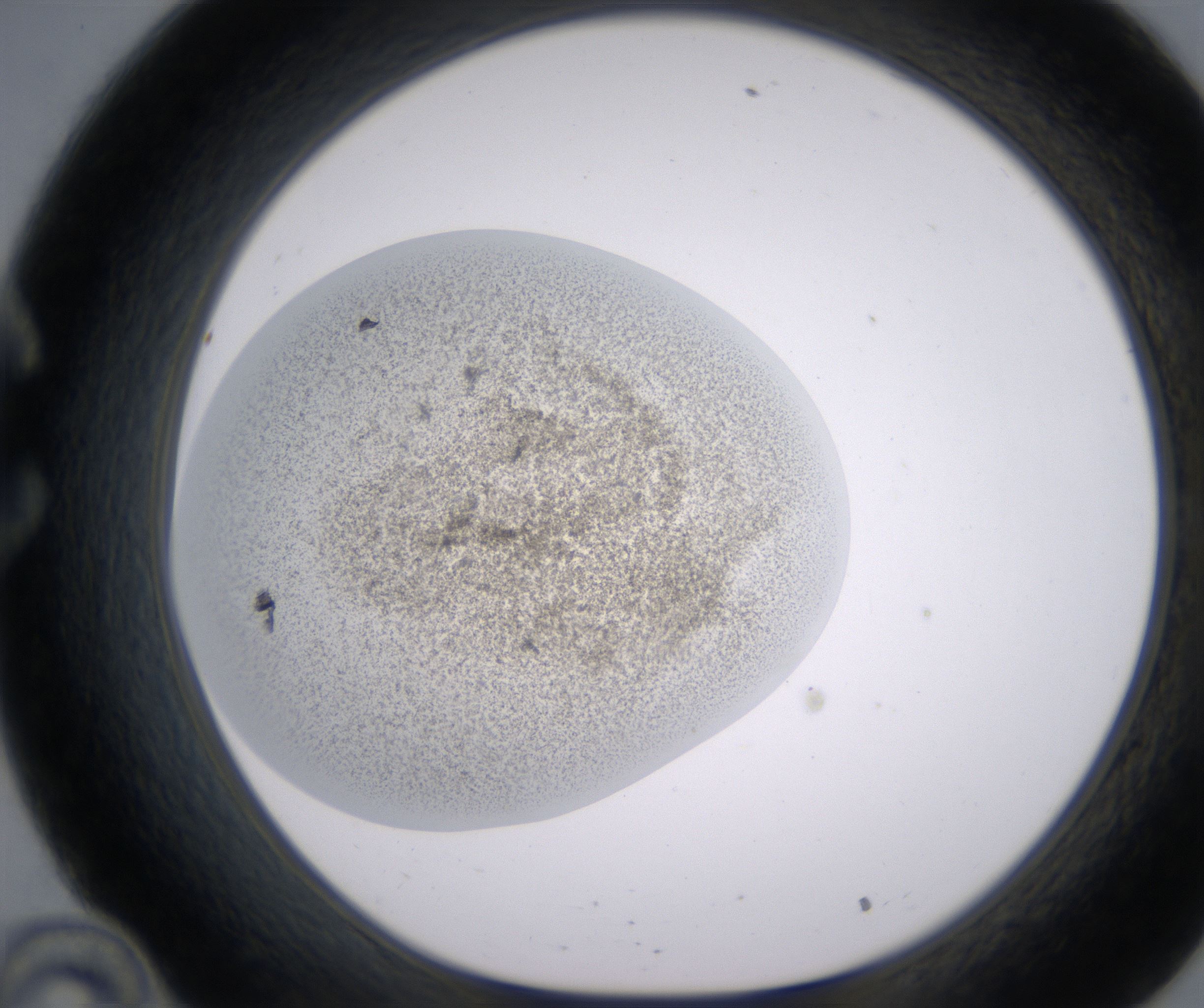 C10_HighResolution_Precipitate_1.jpg