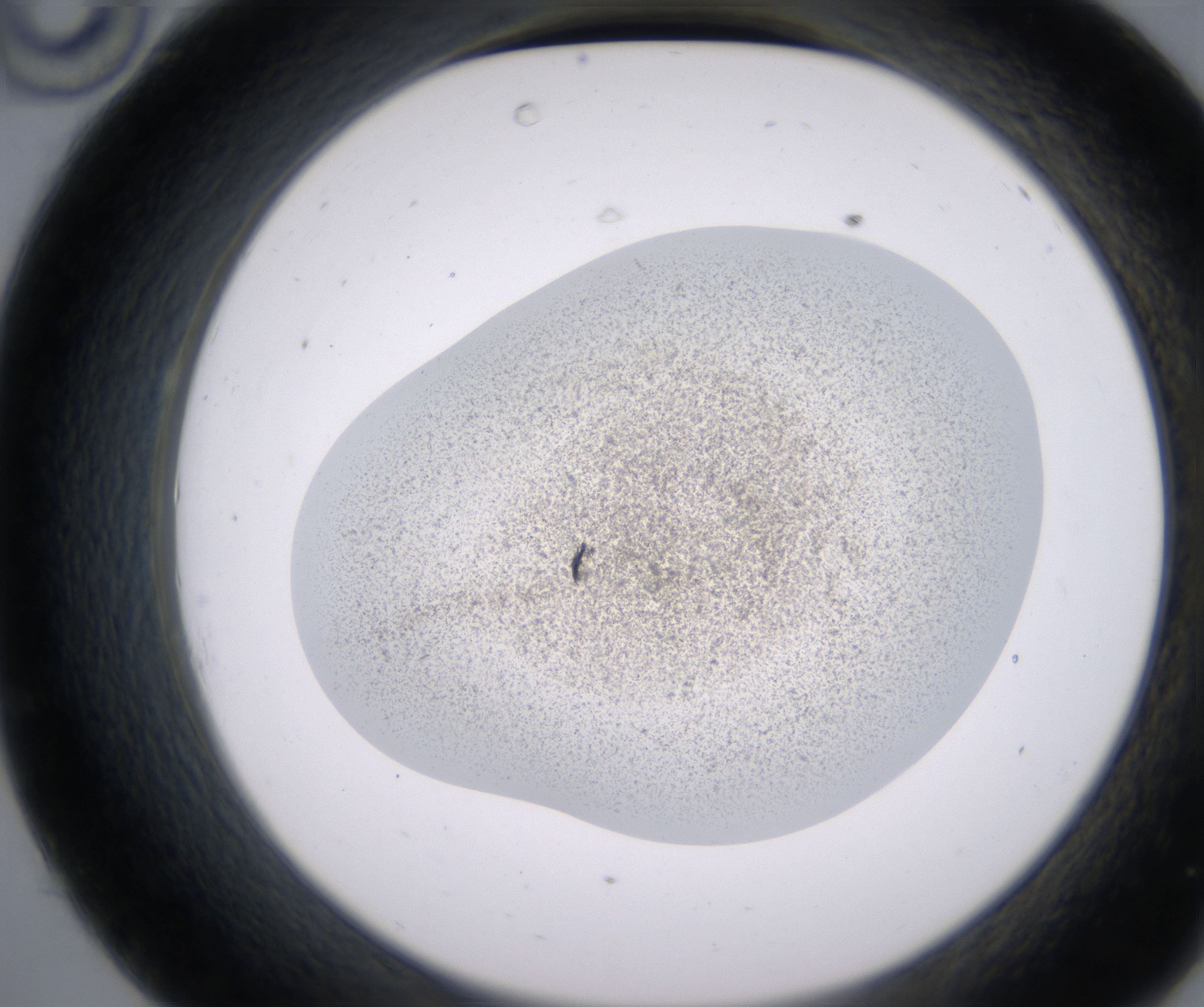 C10_HighResolution_Precipitate_2.jpg