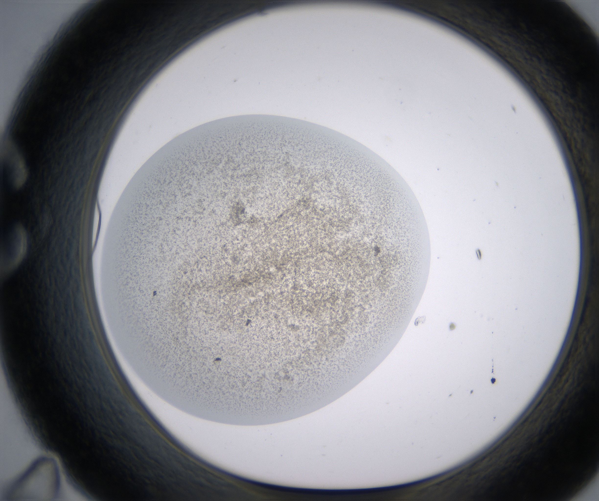 C11_HighResolution_Precipitate_1.jpg