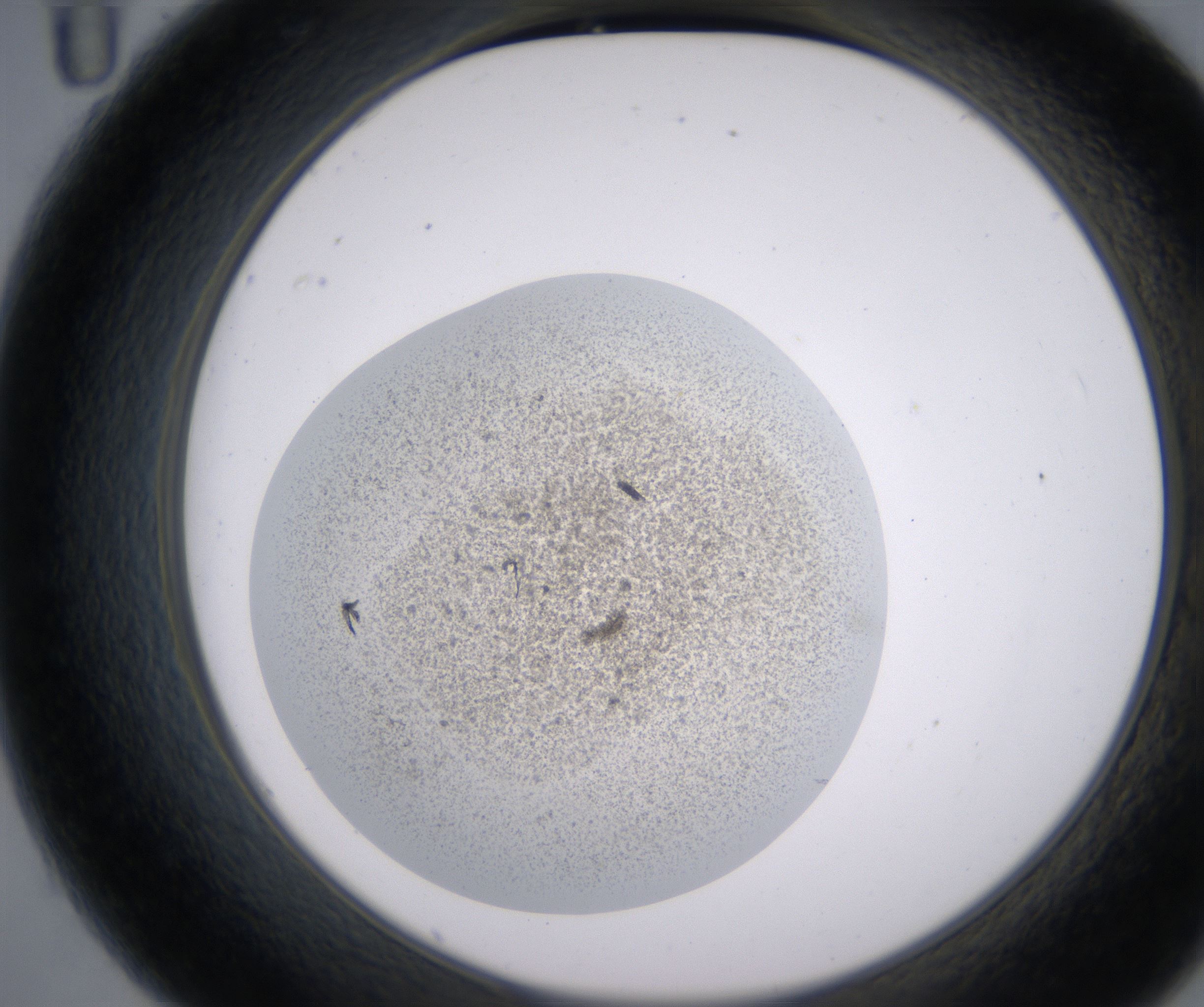 C11_HighResolution_Precipitate_2.jpg