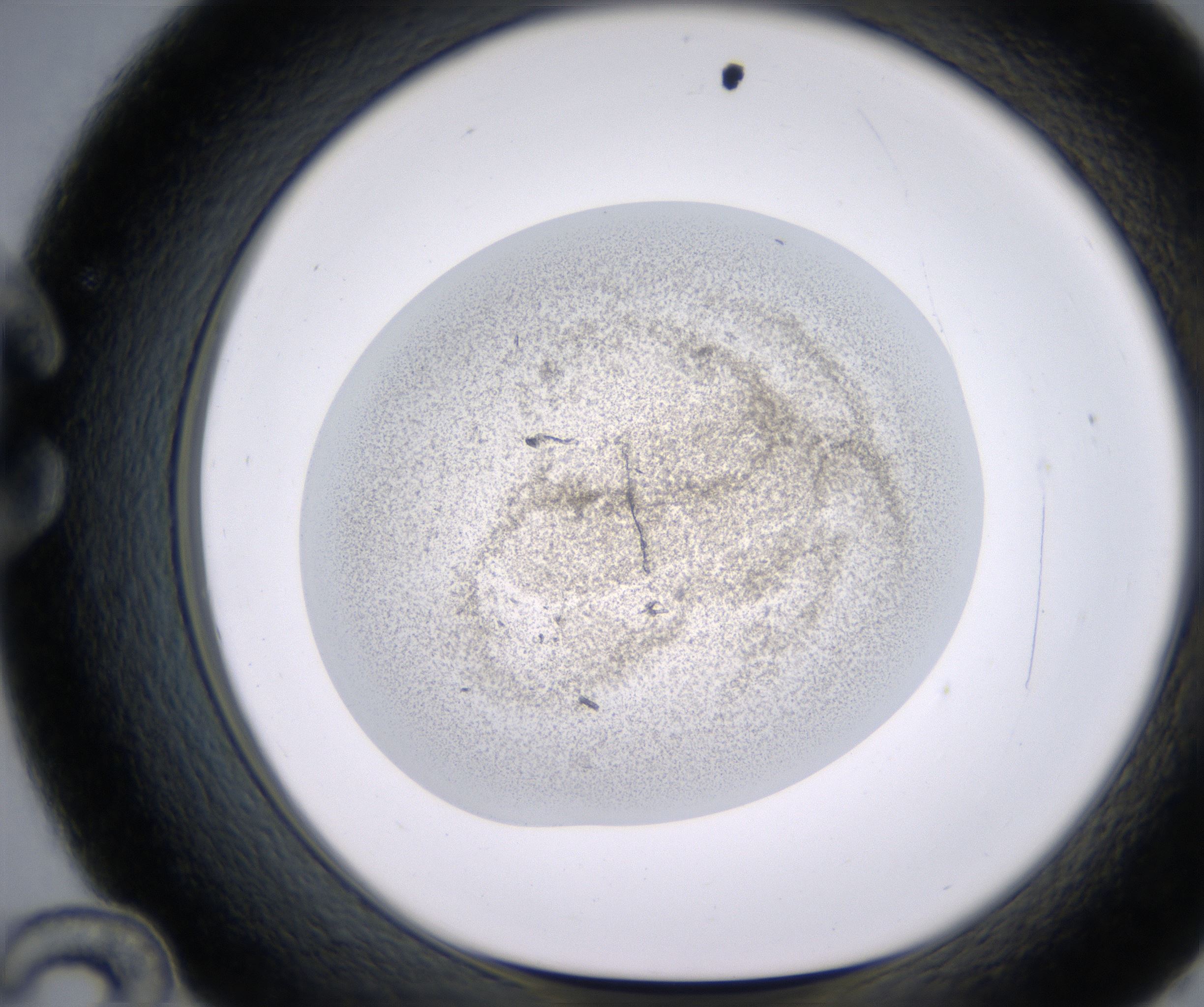 C12_HighResolution_Precipitate_1.jpg