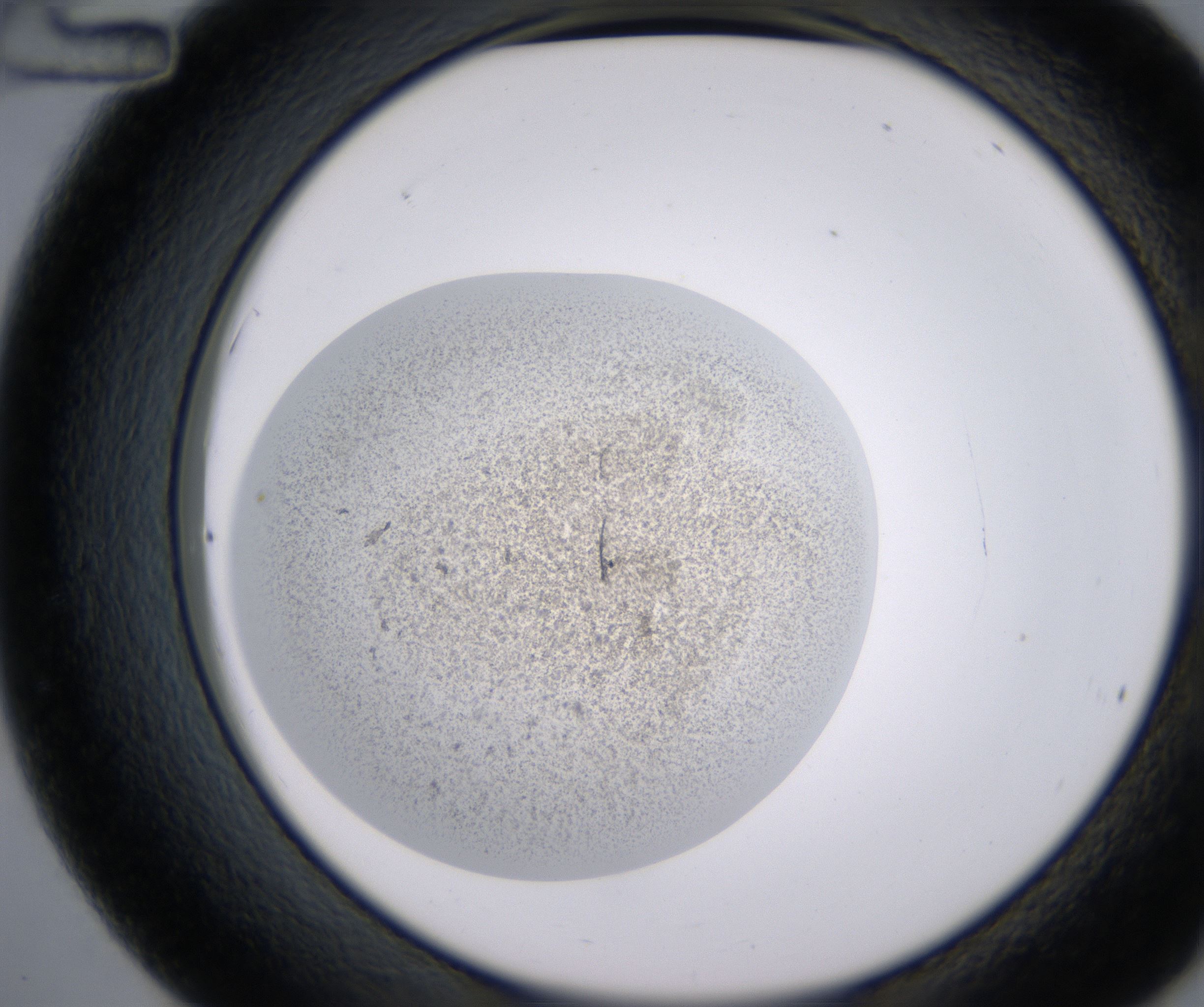 C12_HighResolution_Precipitate_2.jpg