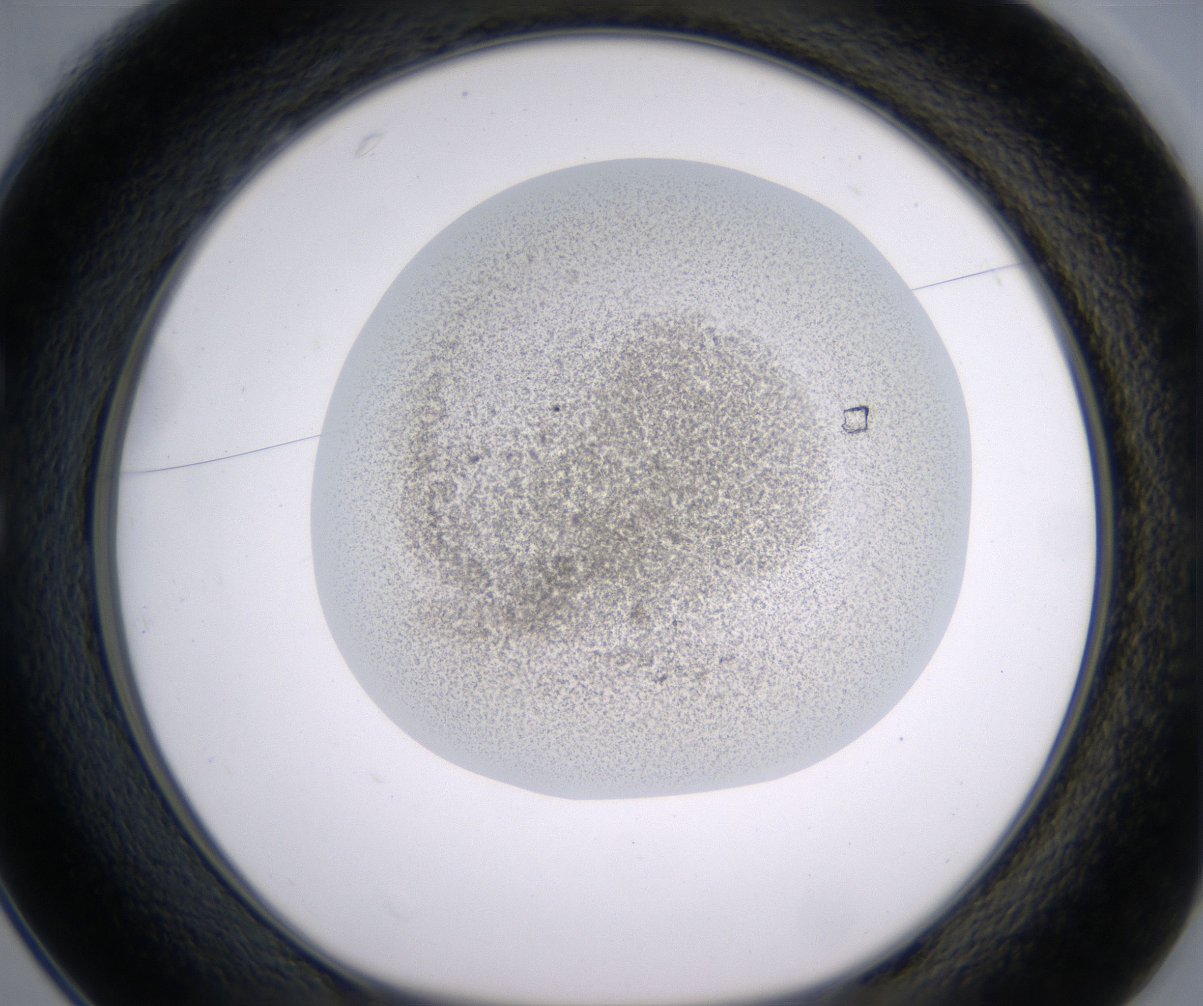 C1_HighResolution_Precipitate_1.jpg