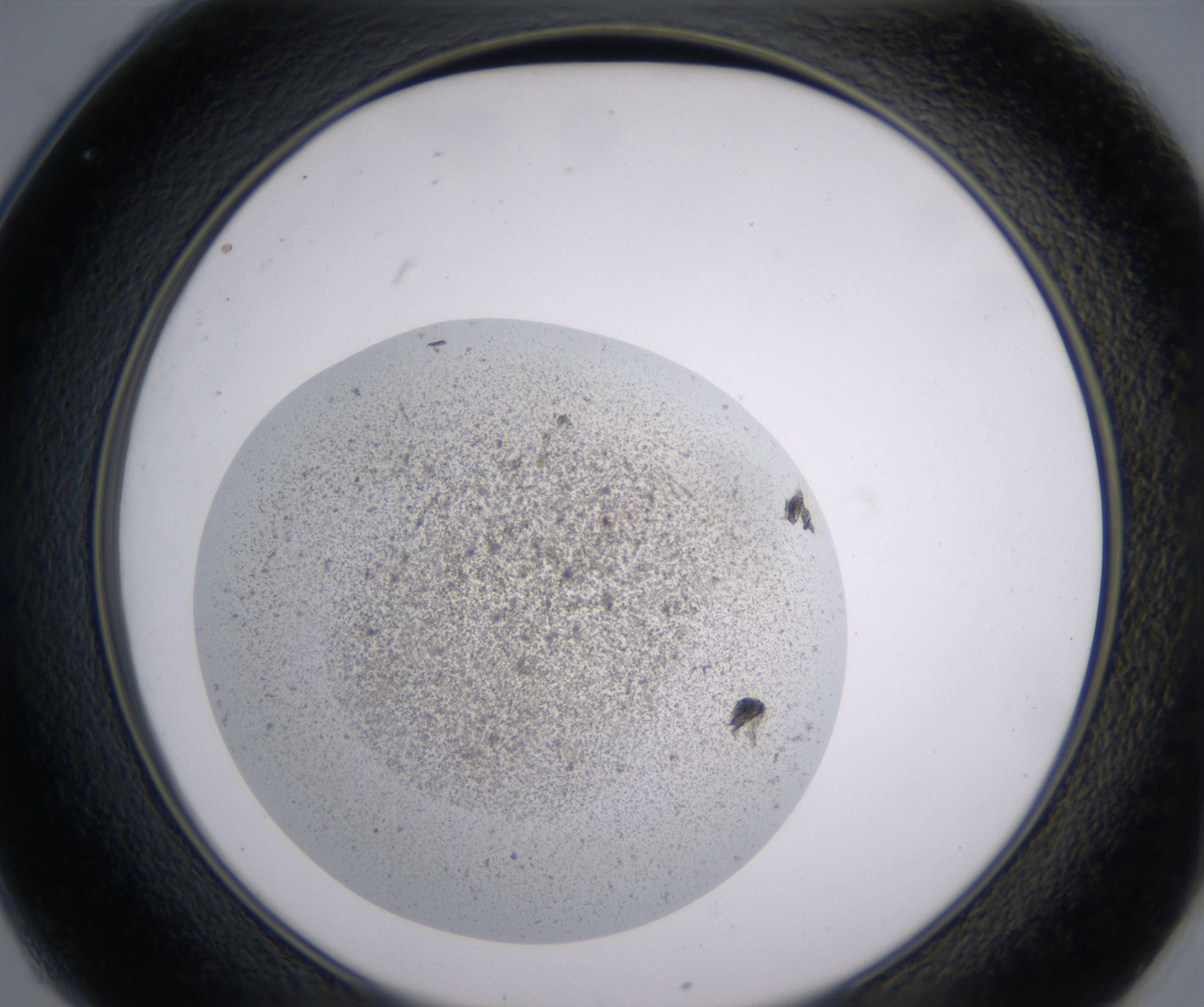 C1_HighResolution_Precipitate_2.jpg