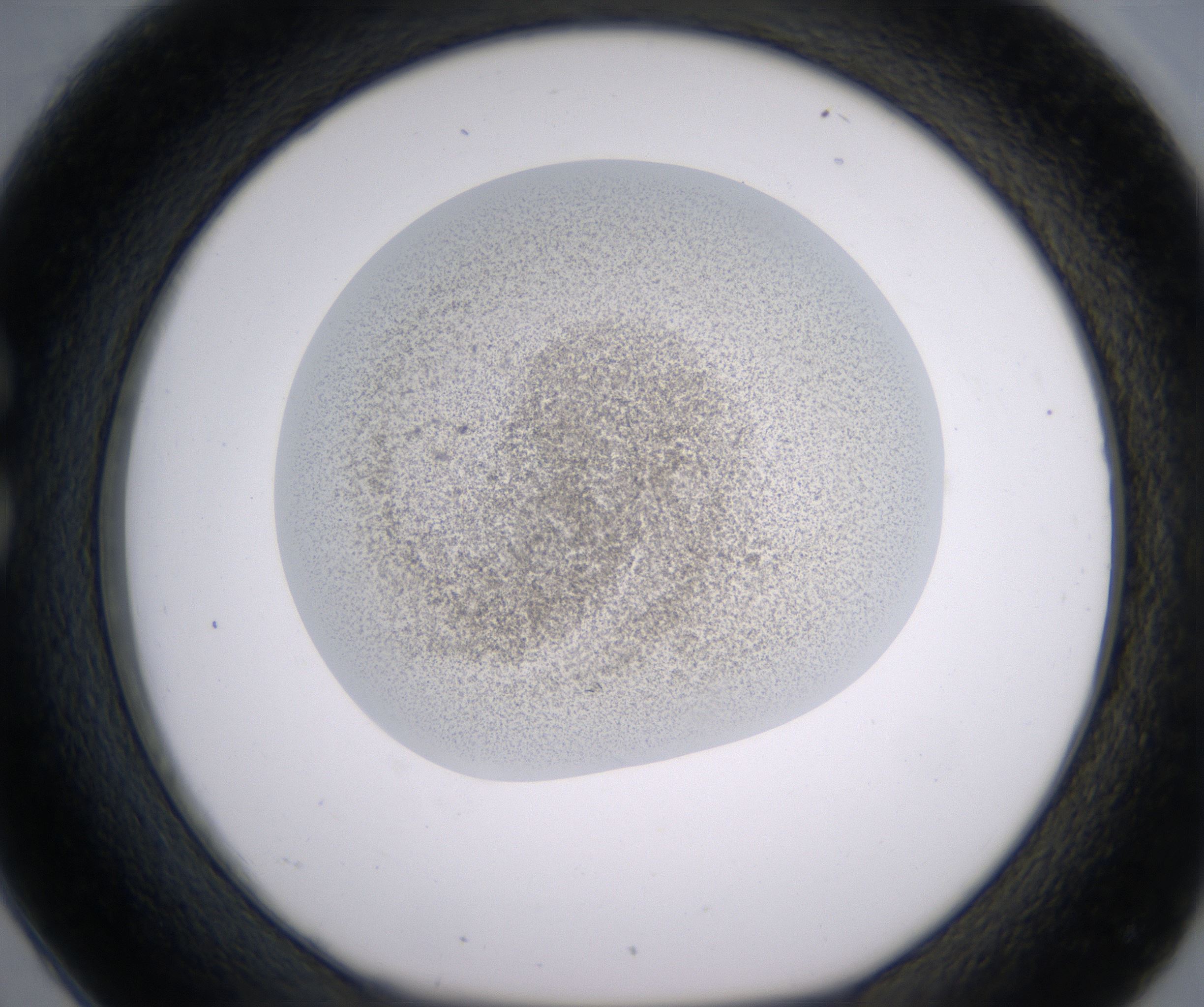 C2_HighResolution_Precipitate_1.jpg