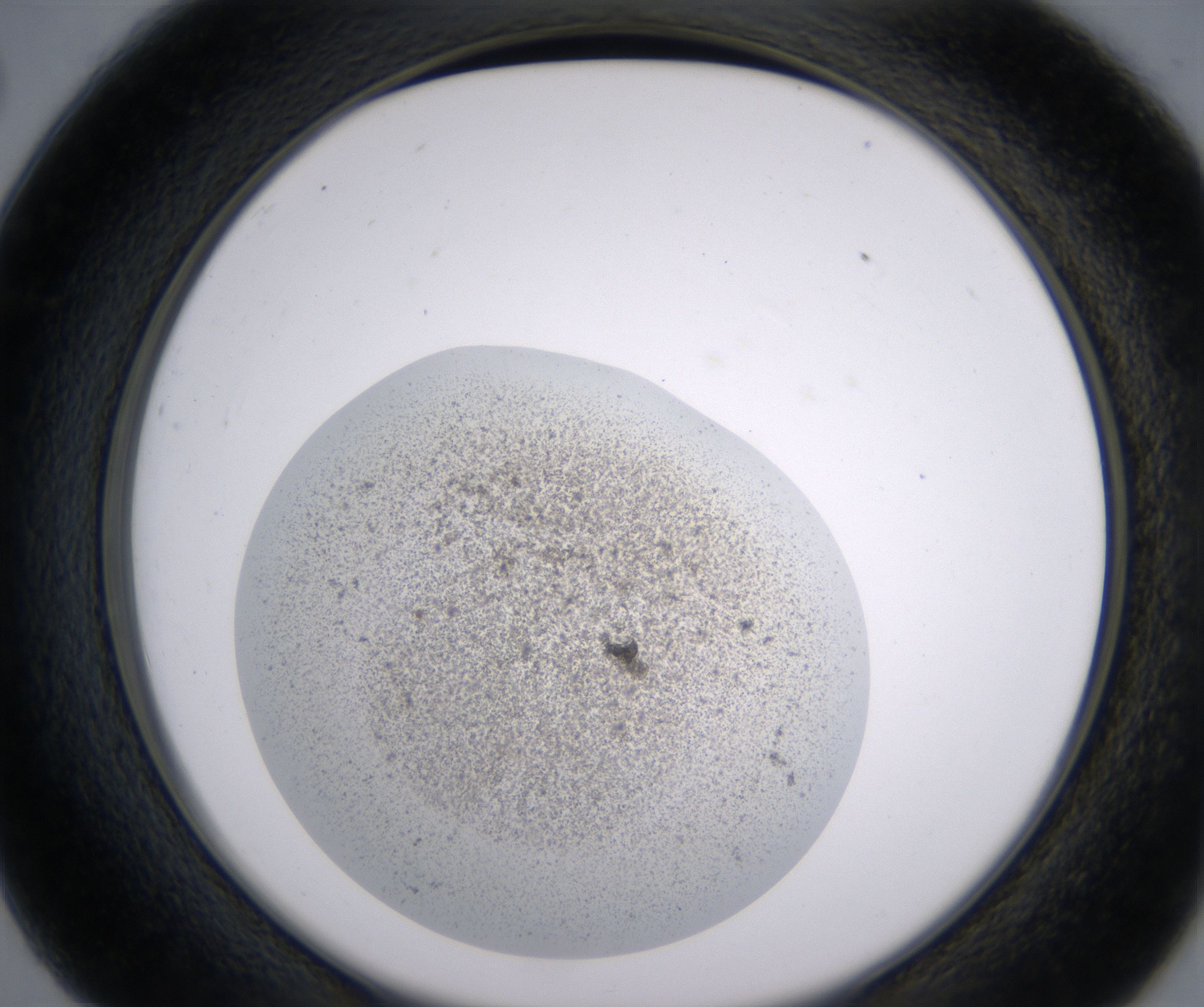 C2_HighResolution_Precipitate_2.jpg